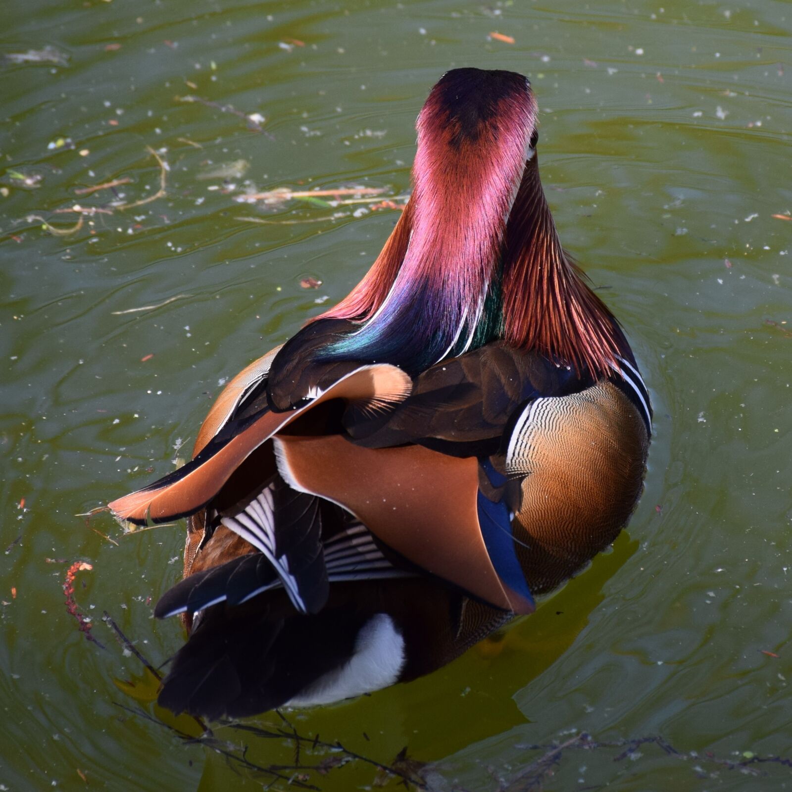 Nikon D5300 sample photo. Mandarin ducks, colorful, nature photography