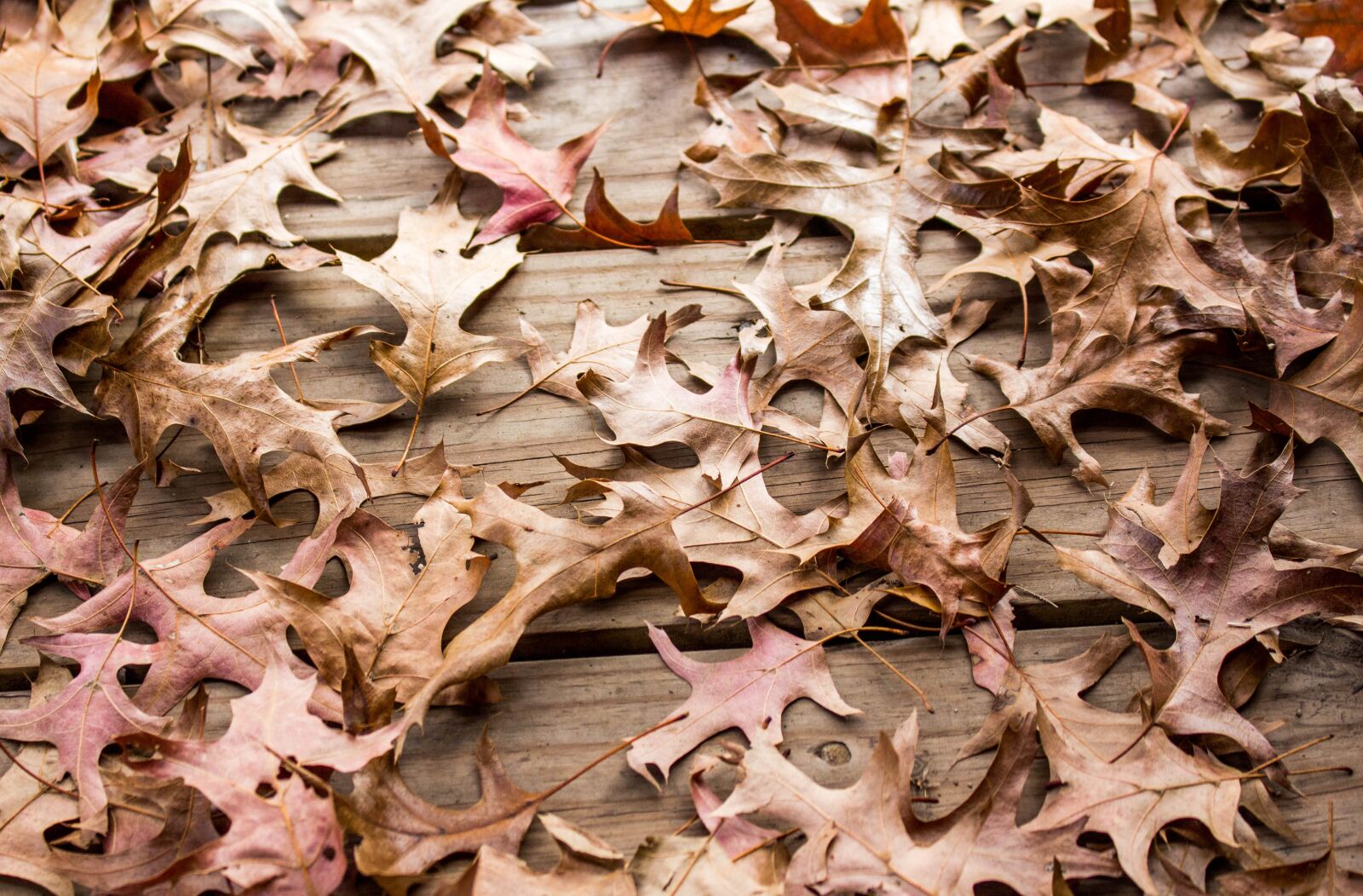 Canon EOS 700D (EOS Rebel T5i / EOS Kiss X7i) sample photo. Pattern, nature, desktop photography