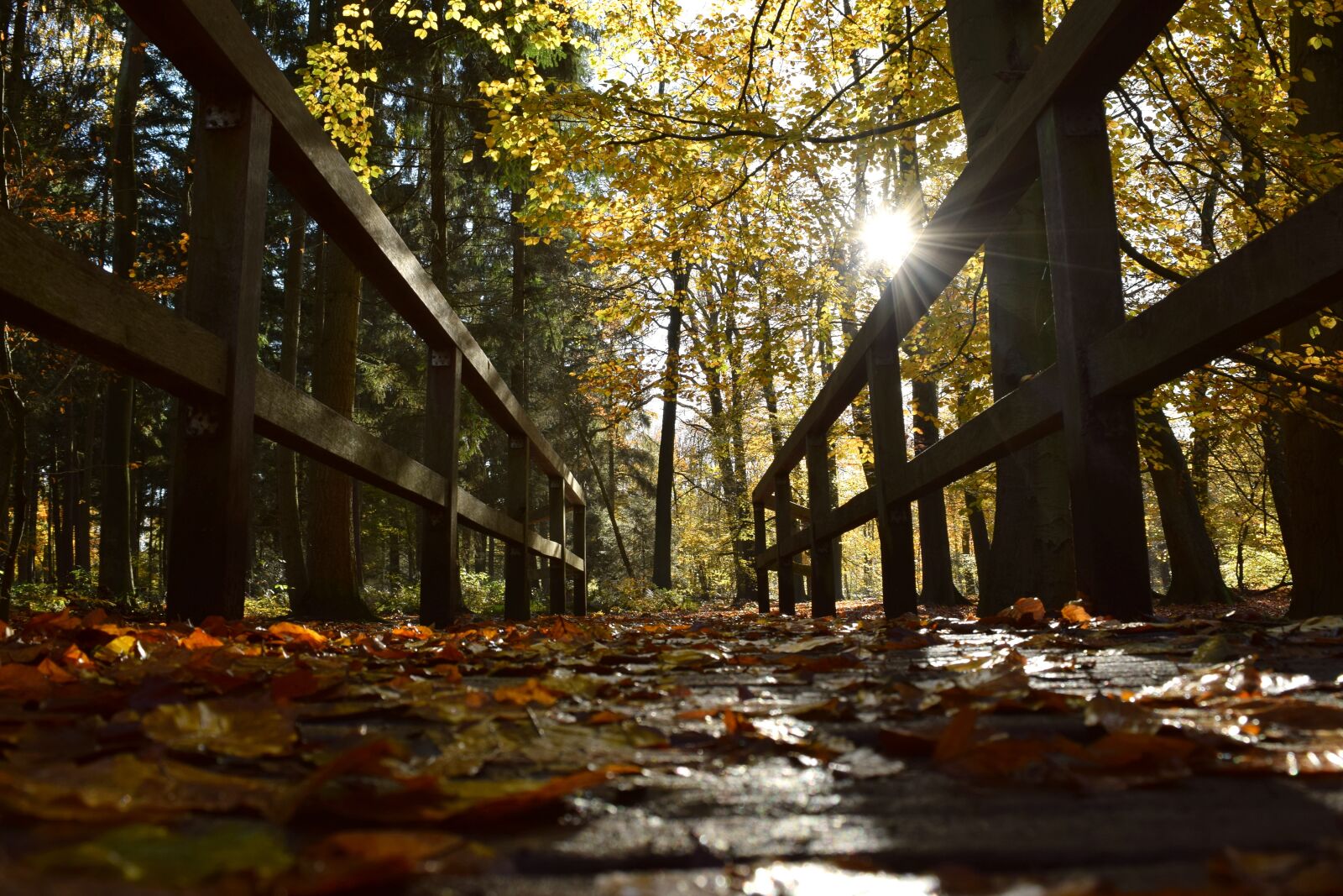 Nikon D3300 sample photo. Autumn, bridge, leaves photography