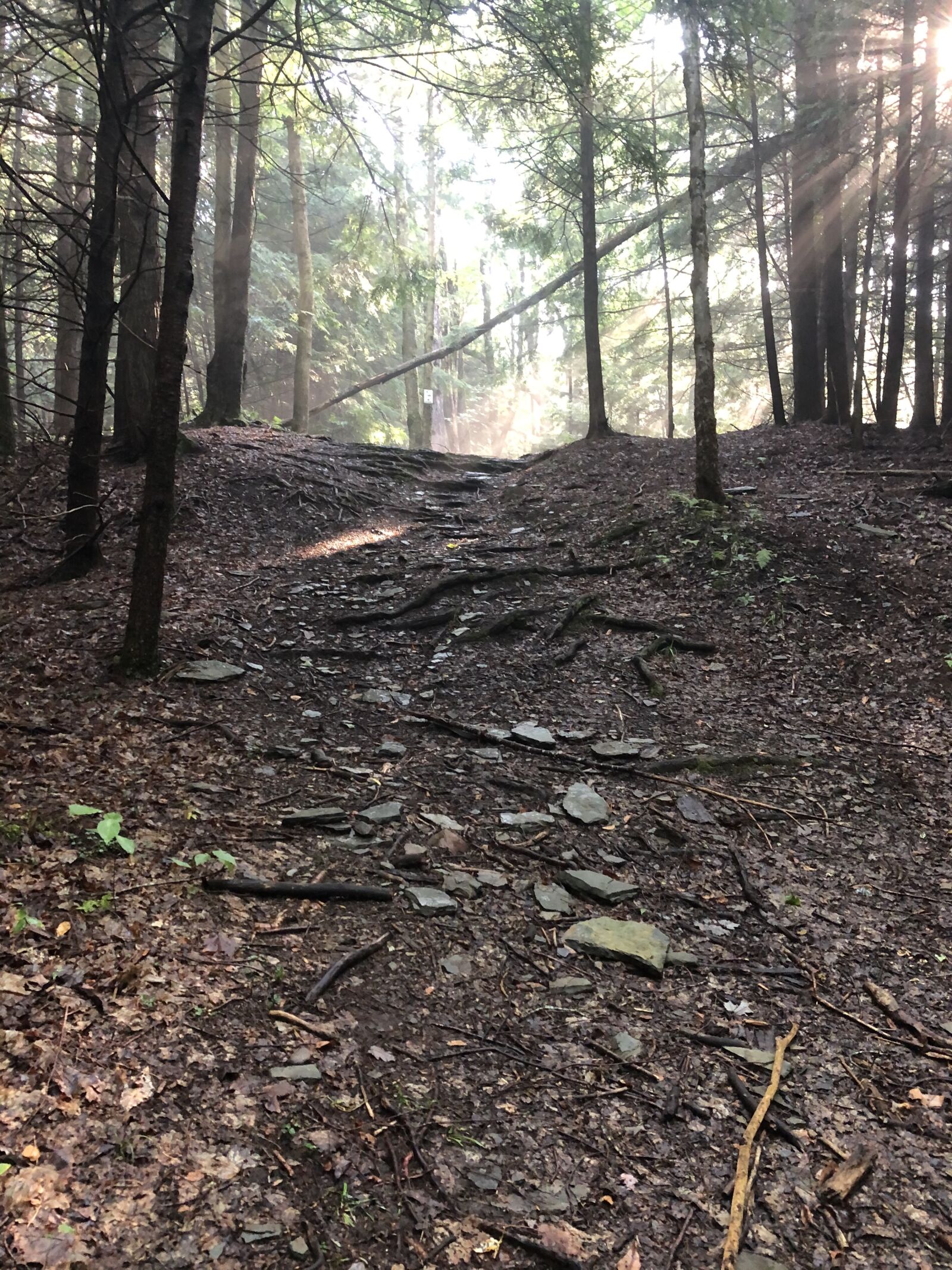 Apple iPhone X sample photo. Path, forest, sunrise photography