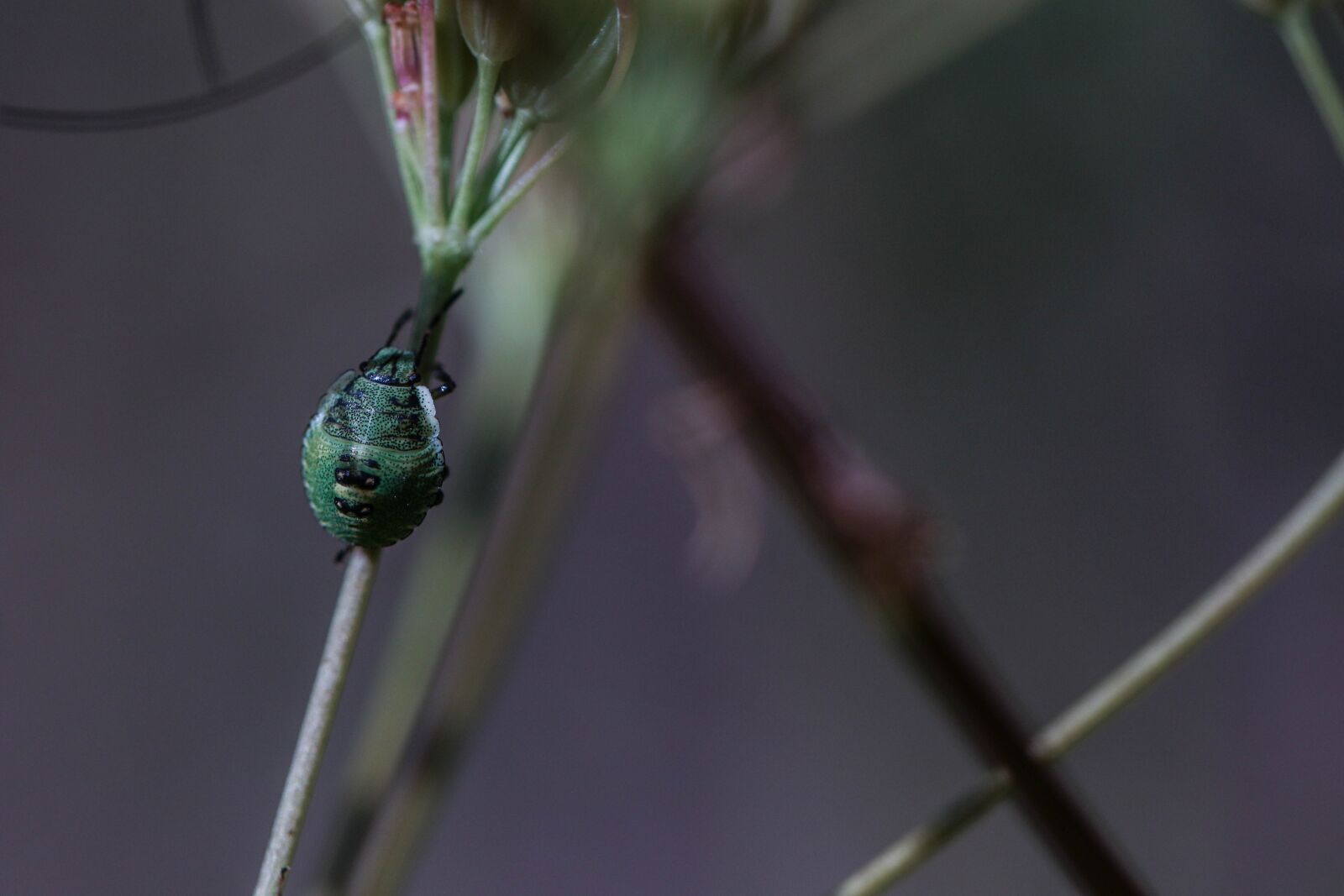 Canon EOS 7D Mark II sample photo. Bug, plant, insect photography