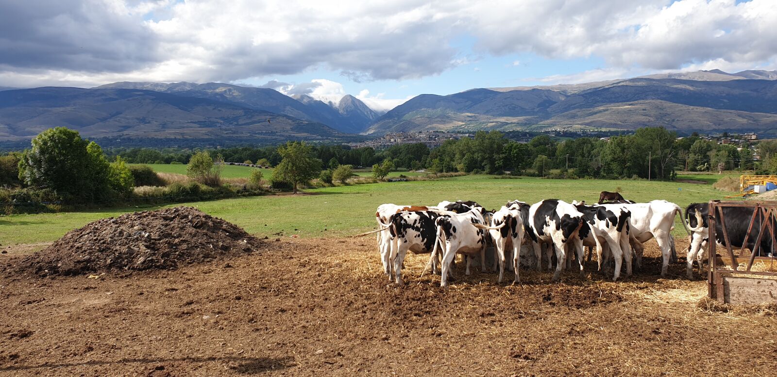 Samsung Galaxy S9+ sample photo. Cows, cow, field photography