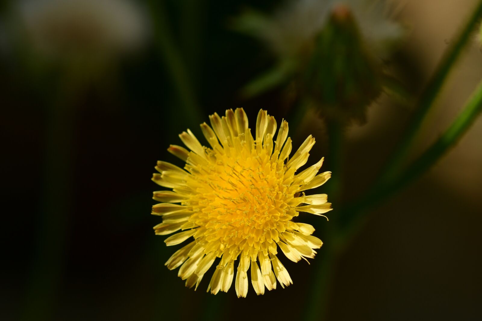Nikon D500 sample photo. Sonchus arvensis, yellow flower photography