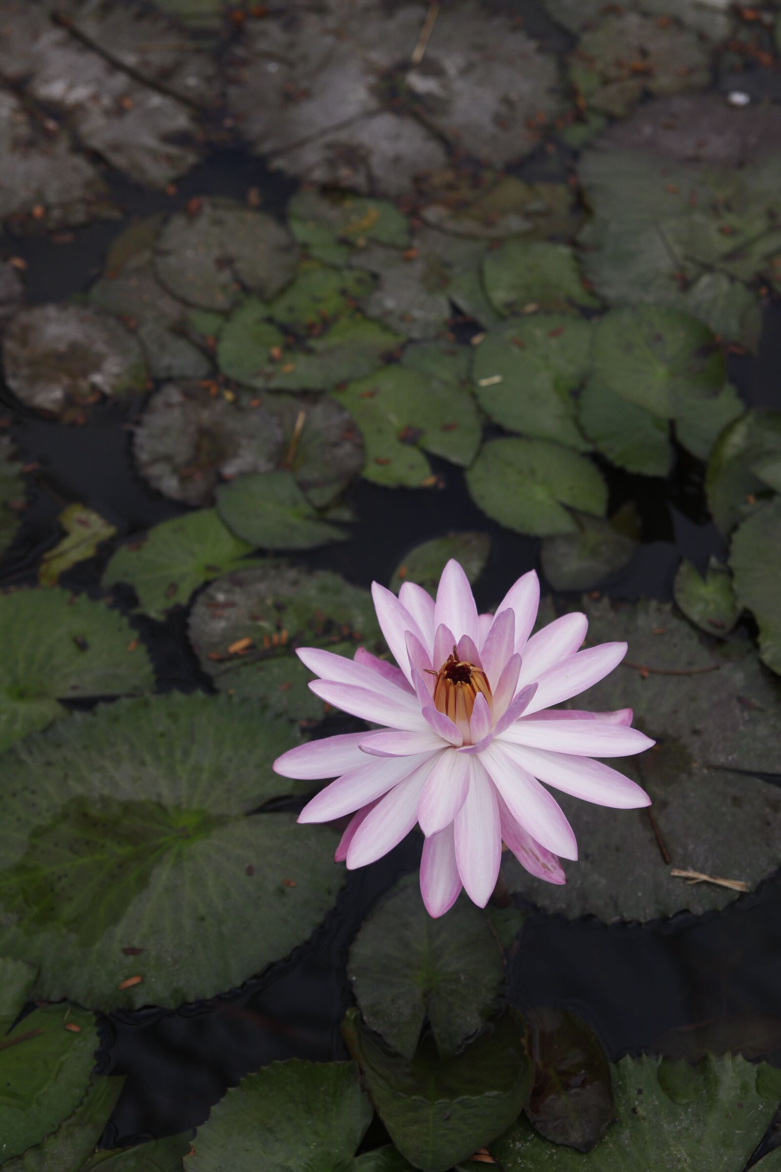 Canon EOS 50D sample photo. Water lily, sung, pond photography
