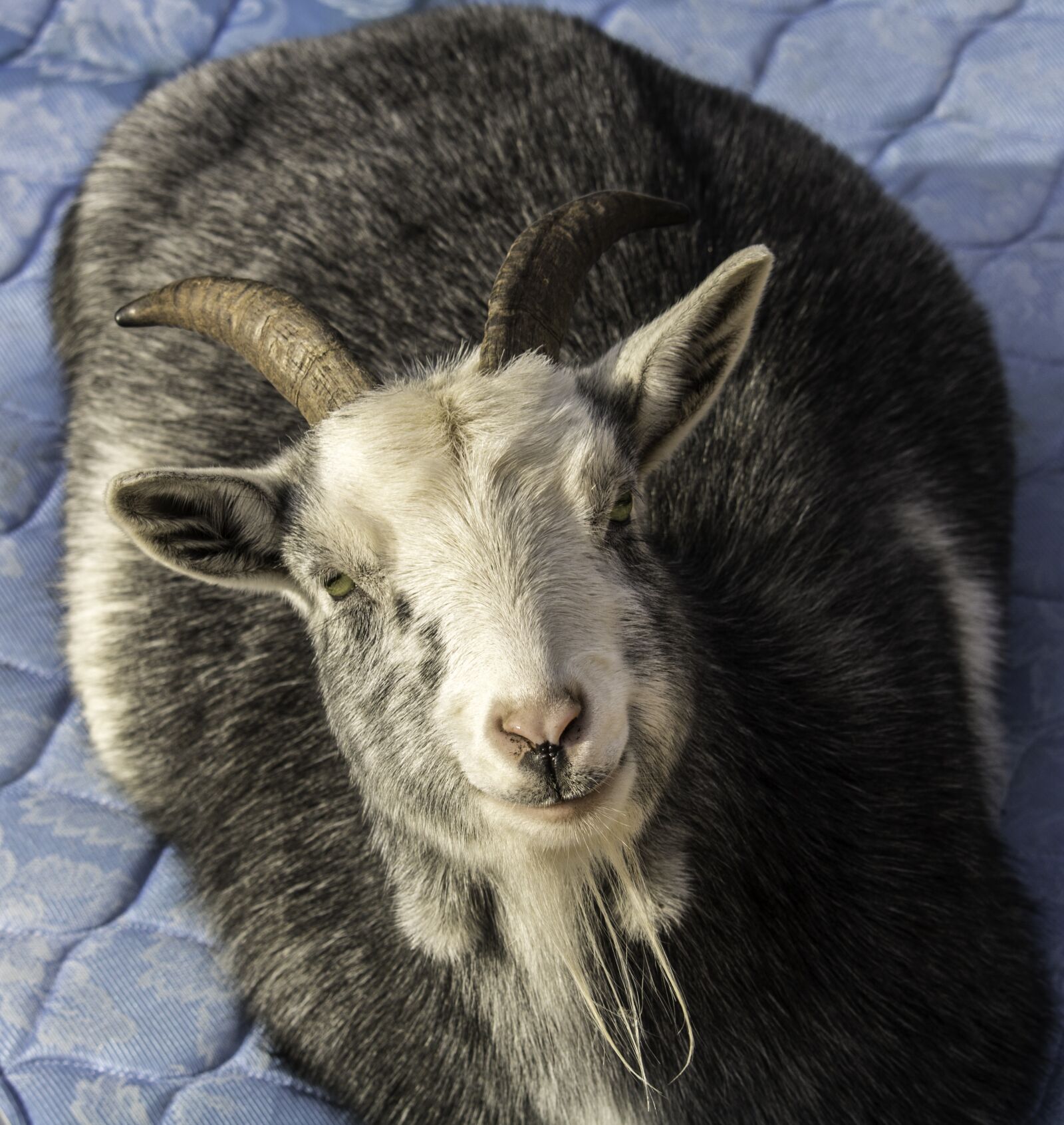 Canon EOS 750D (EOS Rebel T6i / EOS Kiss X8i) sample photo. Goat, farm animal, animal photography