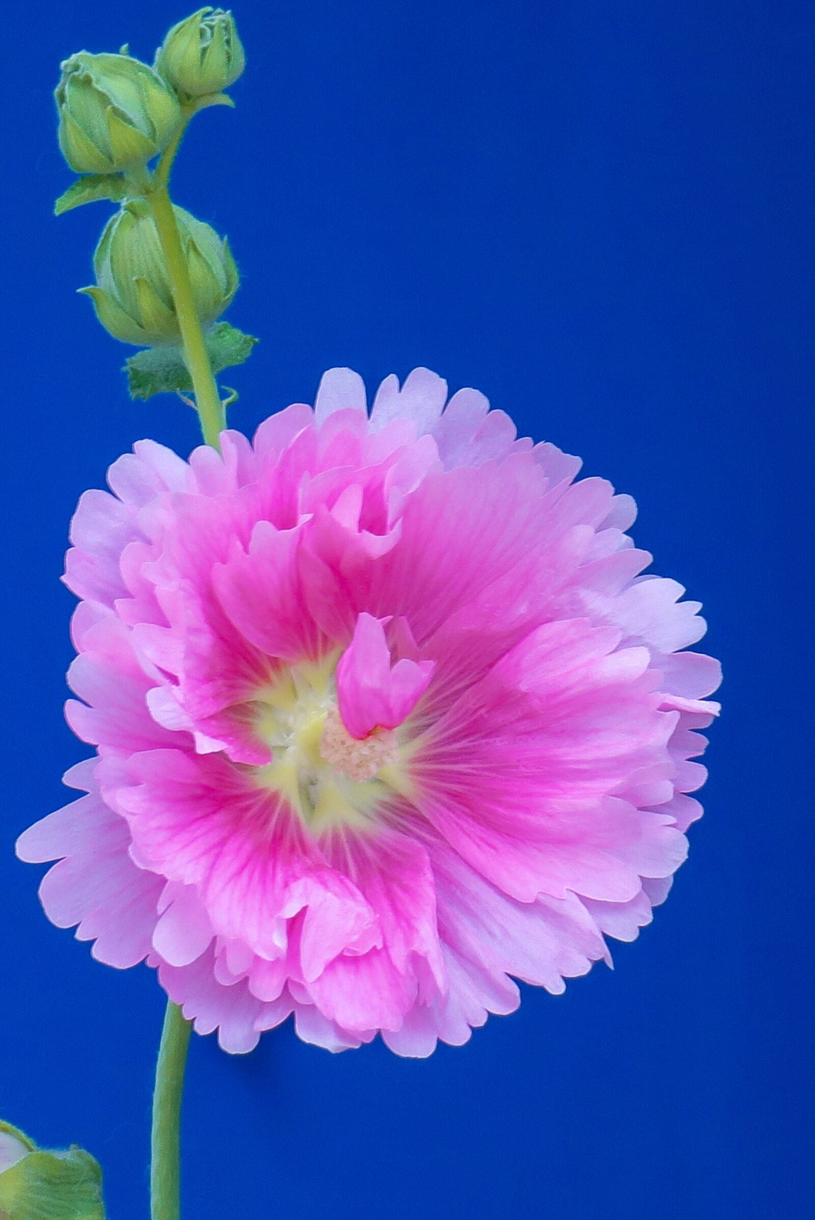 Canon PowerShot G3 X sample photo. Hollyhock, flower, plant photography