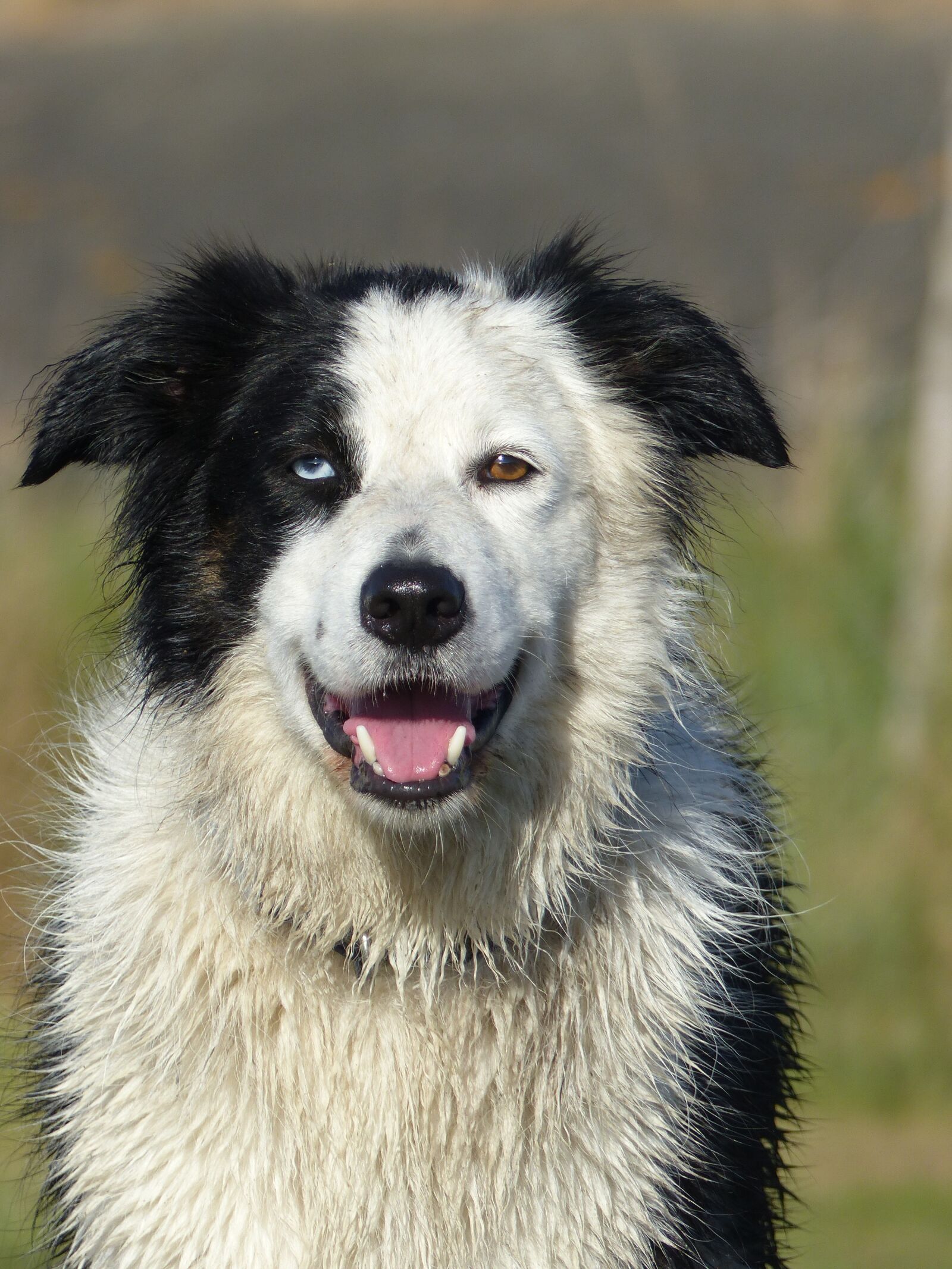 Panasonic Lumix DMC-FZ200 sample photo. Happy, face, border collie photography