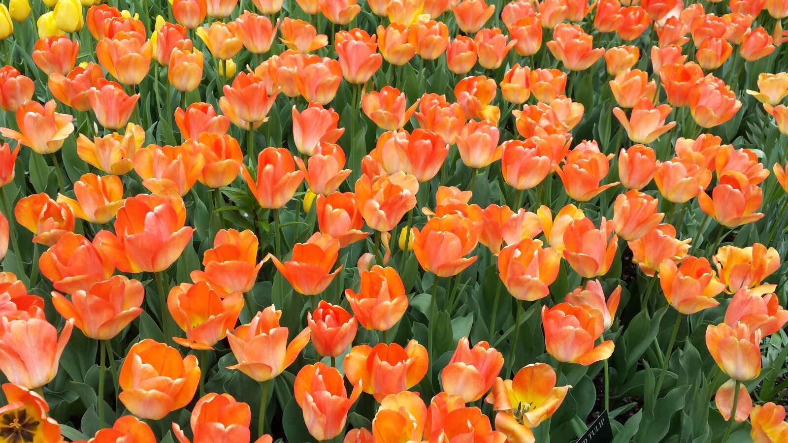Samsung Galaxy S4 sample photo. Orange, tulips, flower photography