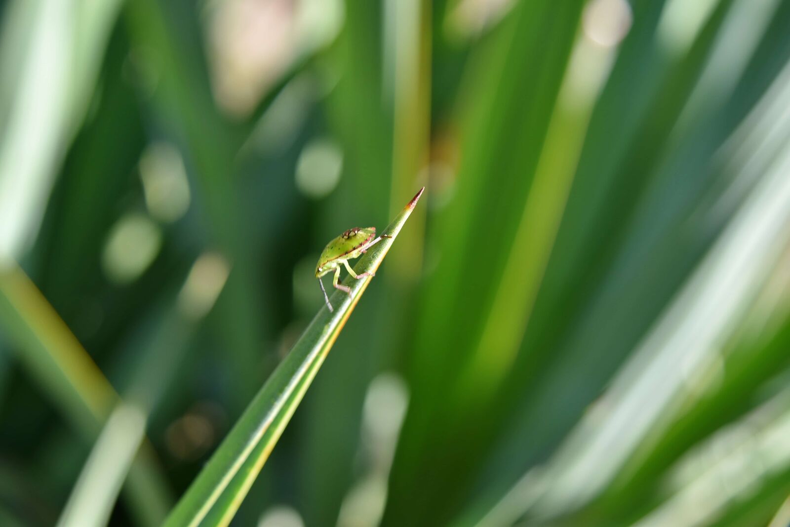 Nikon D5500 sample photo. Beetle, blurry, detail, green photography