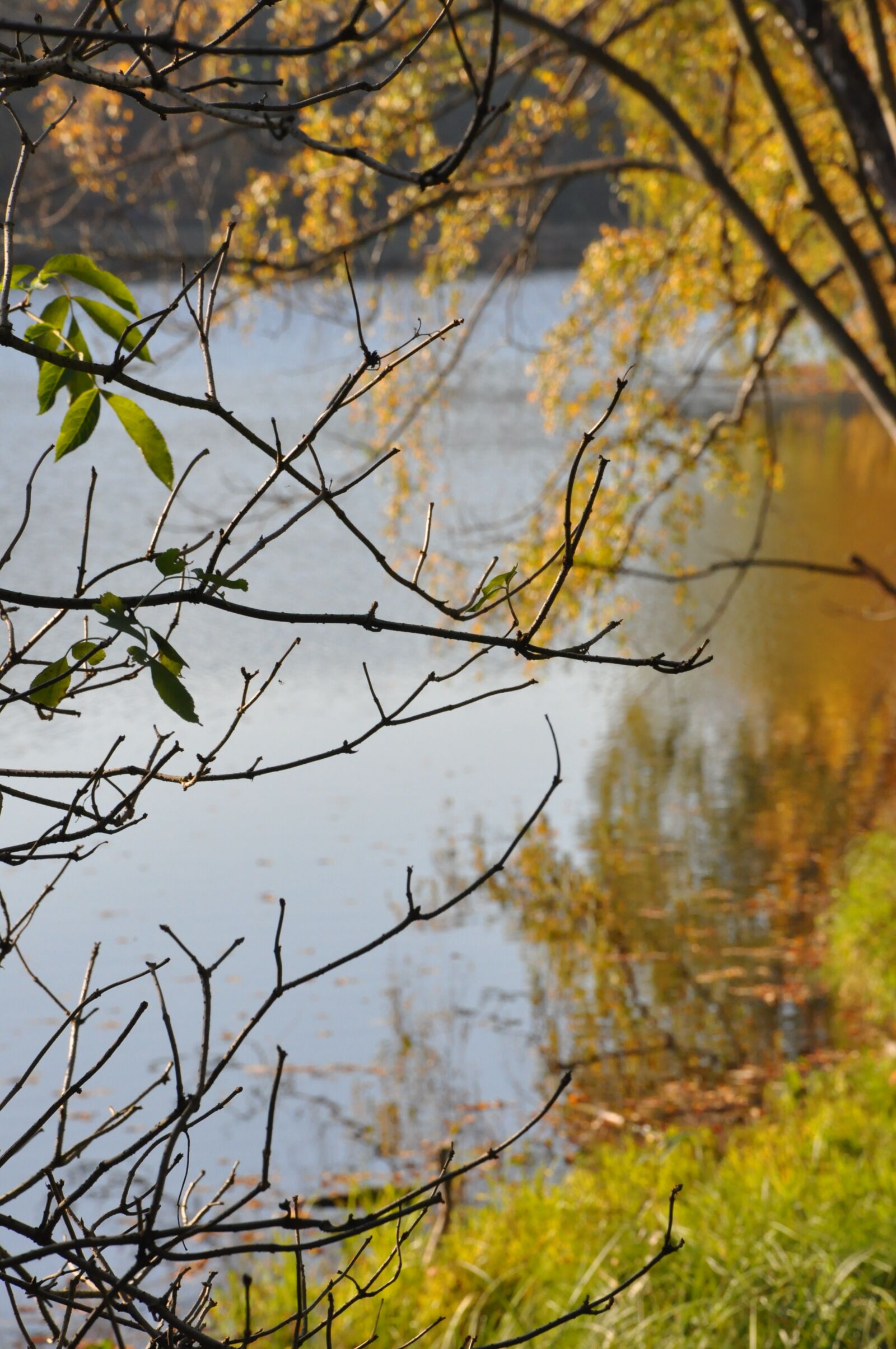 Nikon D90 sample photo. Autumn, foliage, lake photography