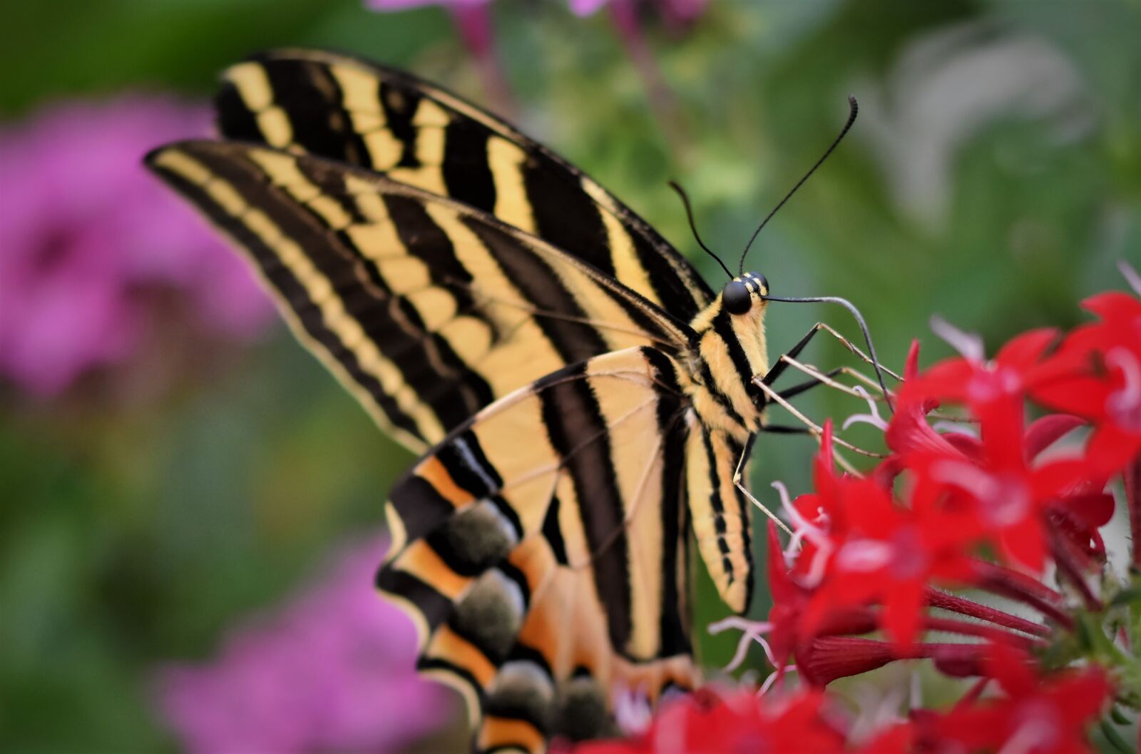 Nikon D7200 sample photo. Schwalbenschw nzchen, butterfly, tropical photography