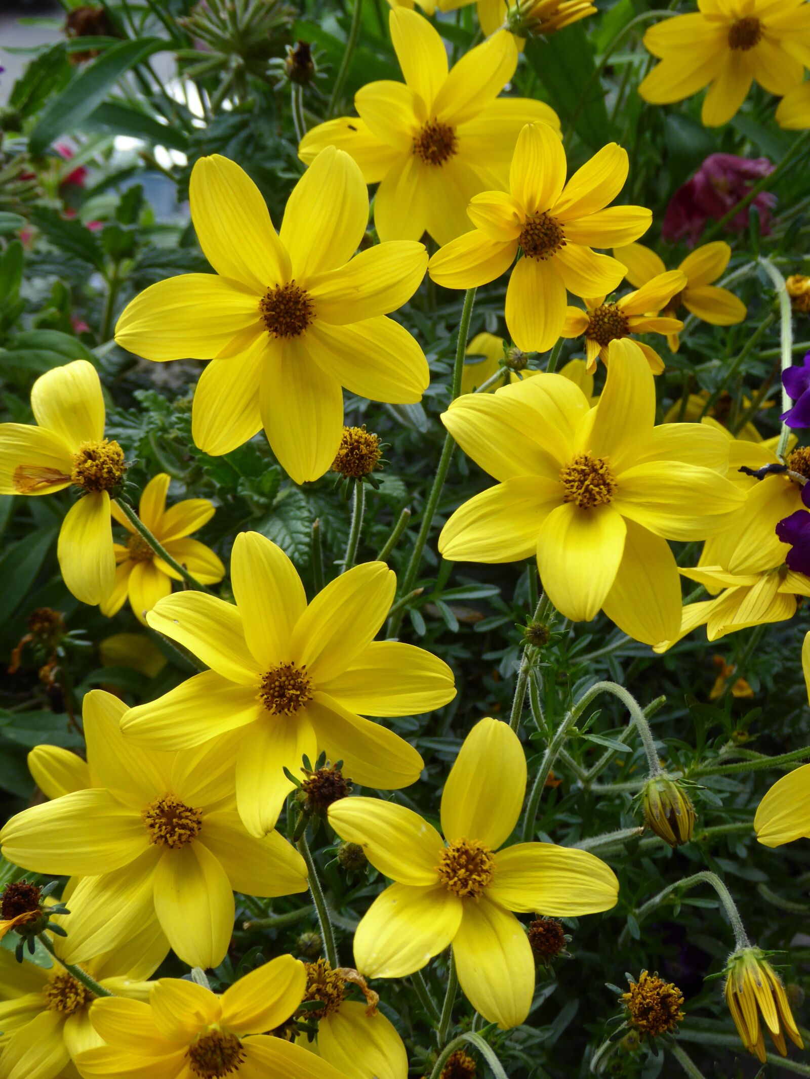 Panasonic DMC-TZ61 sample photo. Balcony, flowers, plant photography