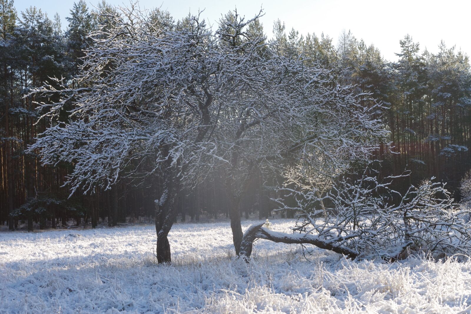 Pentax K-30 sample photo. Tree, winter, snow photography