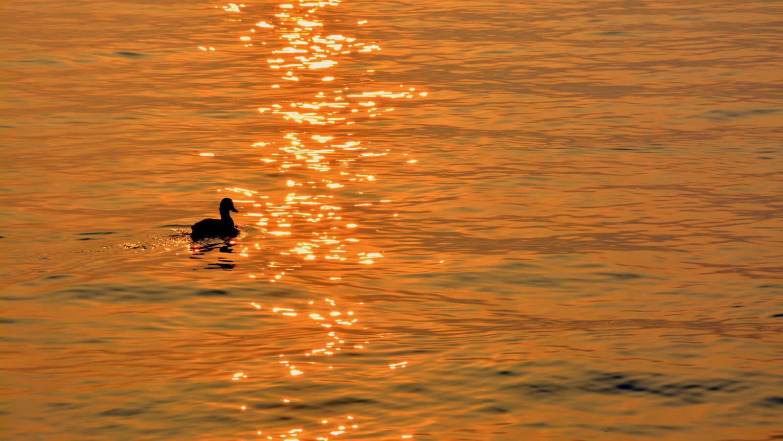 Nikon D7100 sample photo. Duck, lake, sunset photography