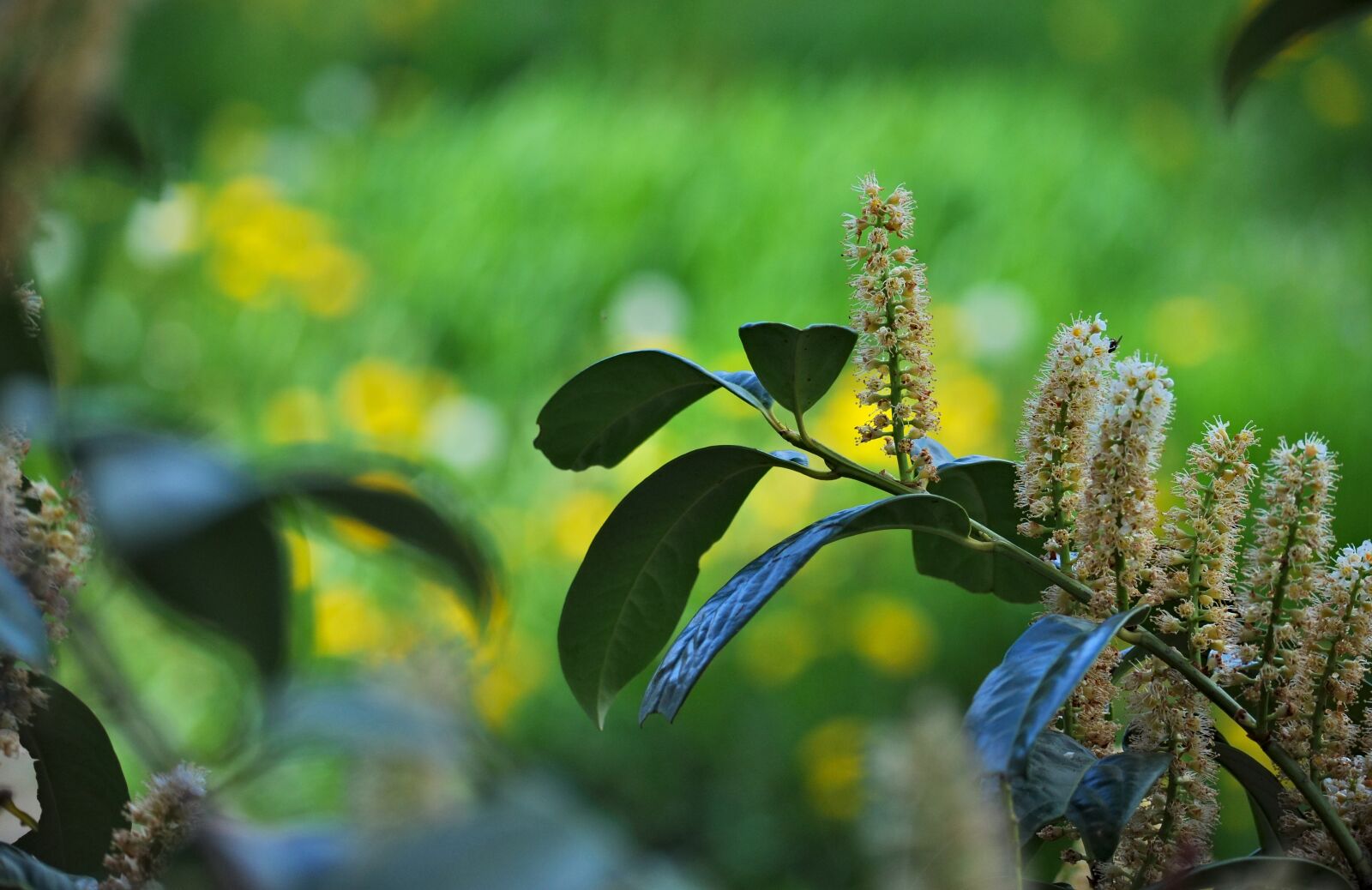 Nikon D90 sample photo. Cherry laurel, prunus laurocerasus photography