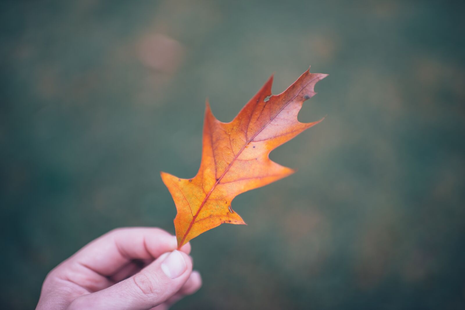 Nikon D610 sample photo. Beautiful, bright, change photography