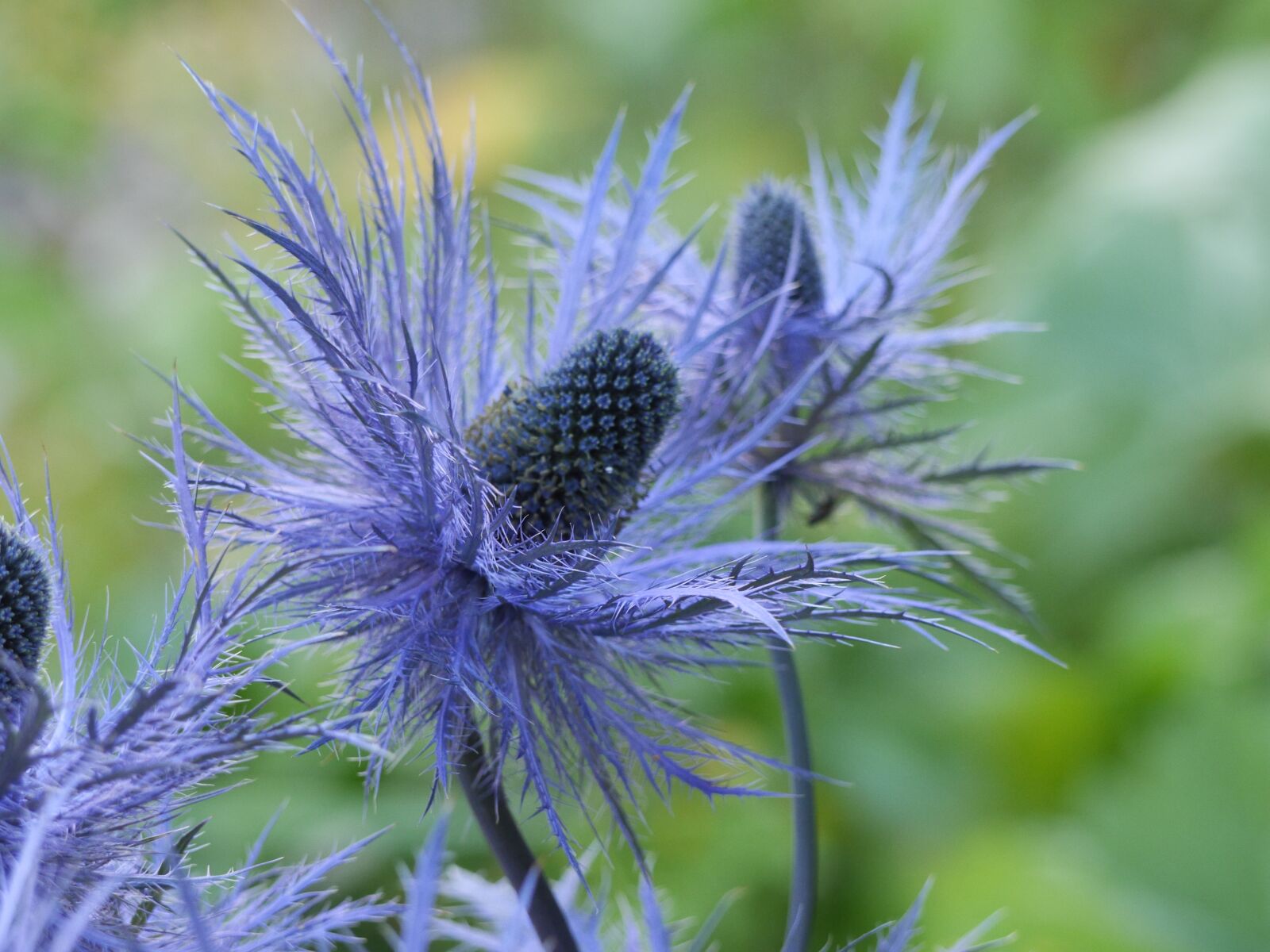 Panasonic Lumix DMC-GH3 sample photo. Flower, chardon, nature photography