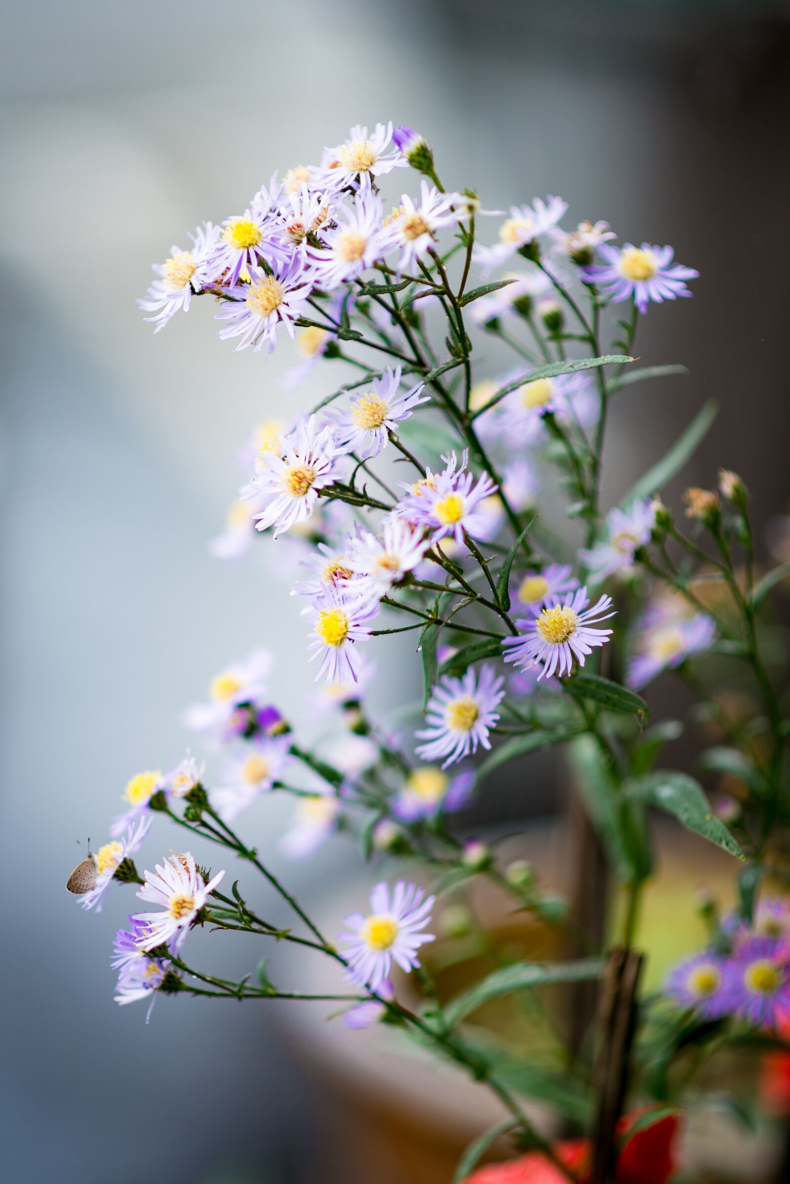 Nikon D610 sample photo. Flower, plant, beautiful photography