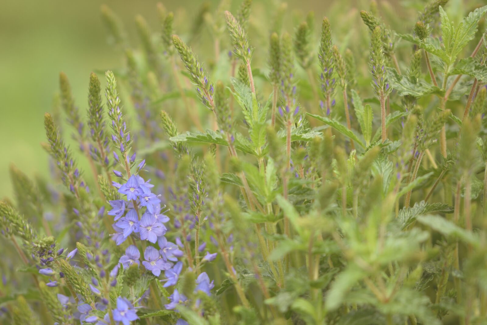 Nikon D5200 sample photo. Flowers, perennials greenhouse, blue photography