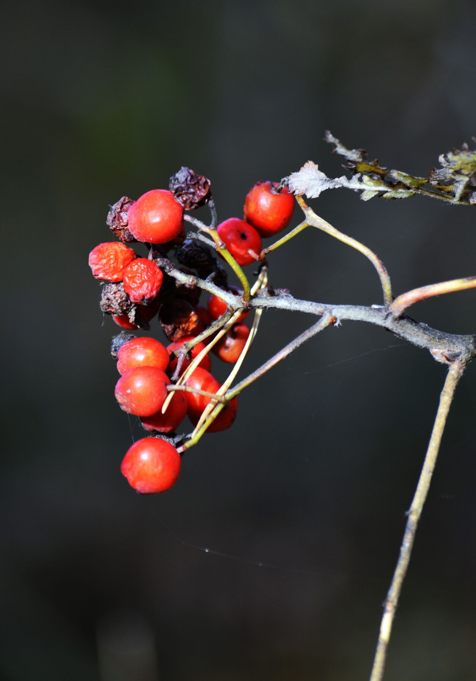 Nikon D5200 sample photo. Autumn, berries, foliage photography