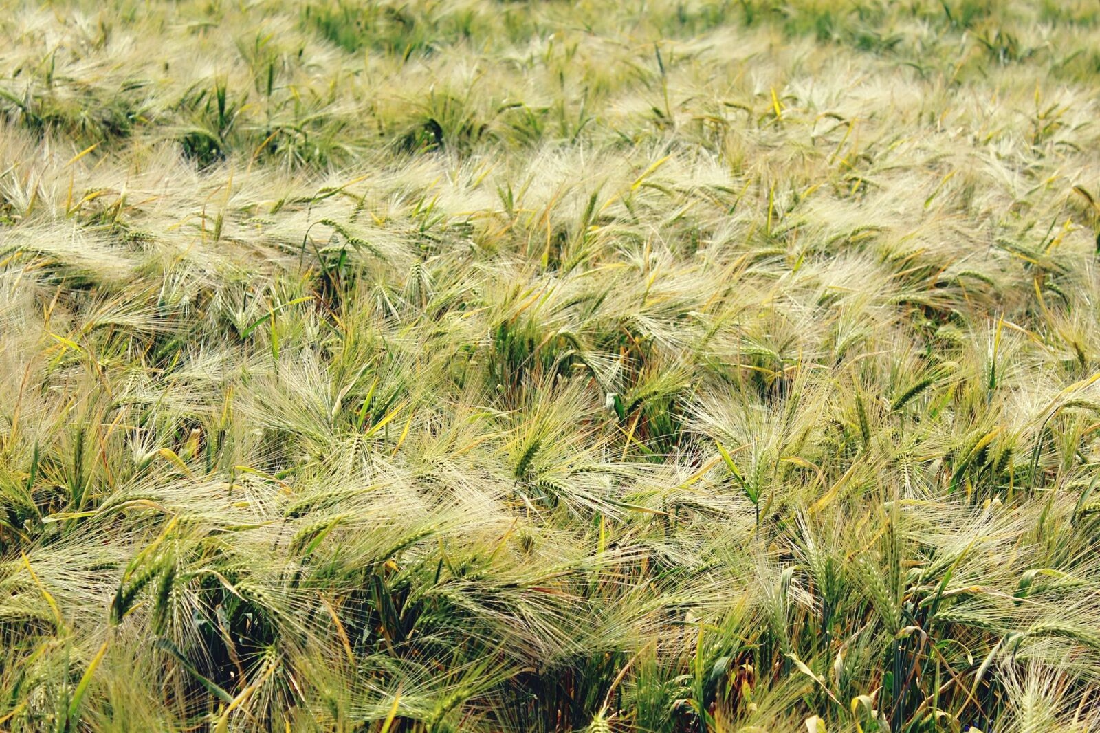 Canon EOS 1200D (EOS Rebel T5 / EOS Kiss X70 / EOS Hi) sample photo. Gersten, barley field, cereals photography