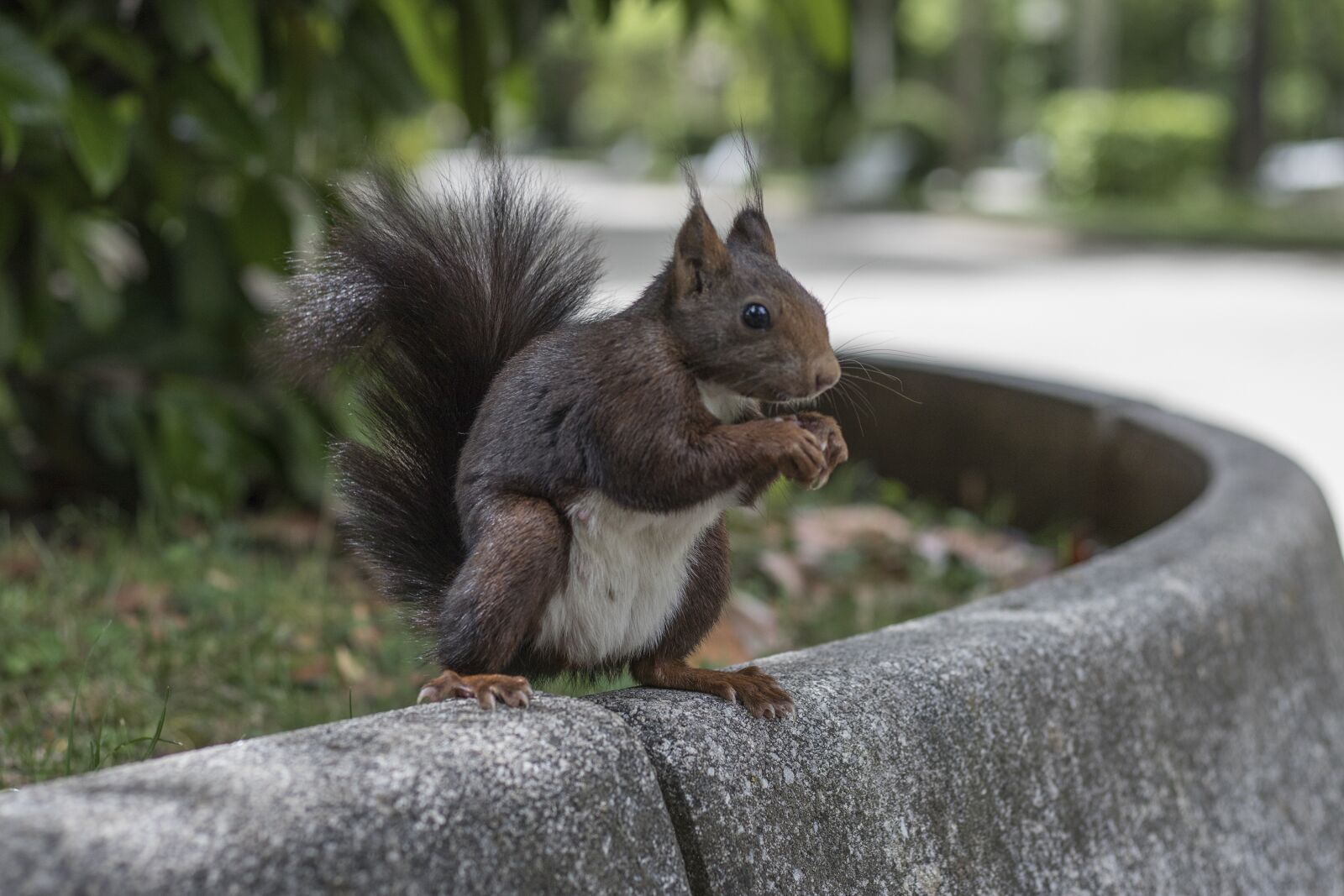 Canon EOS 80D + Canon EF 50mm F1.8 STM sample photo. Nature, park, alameda photography