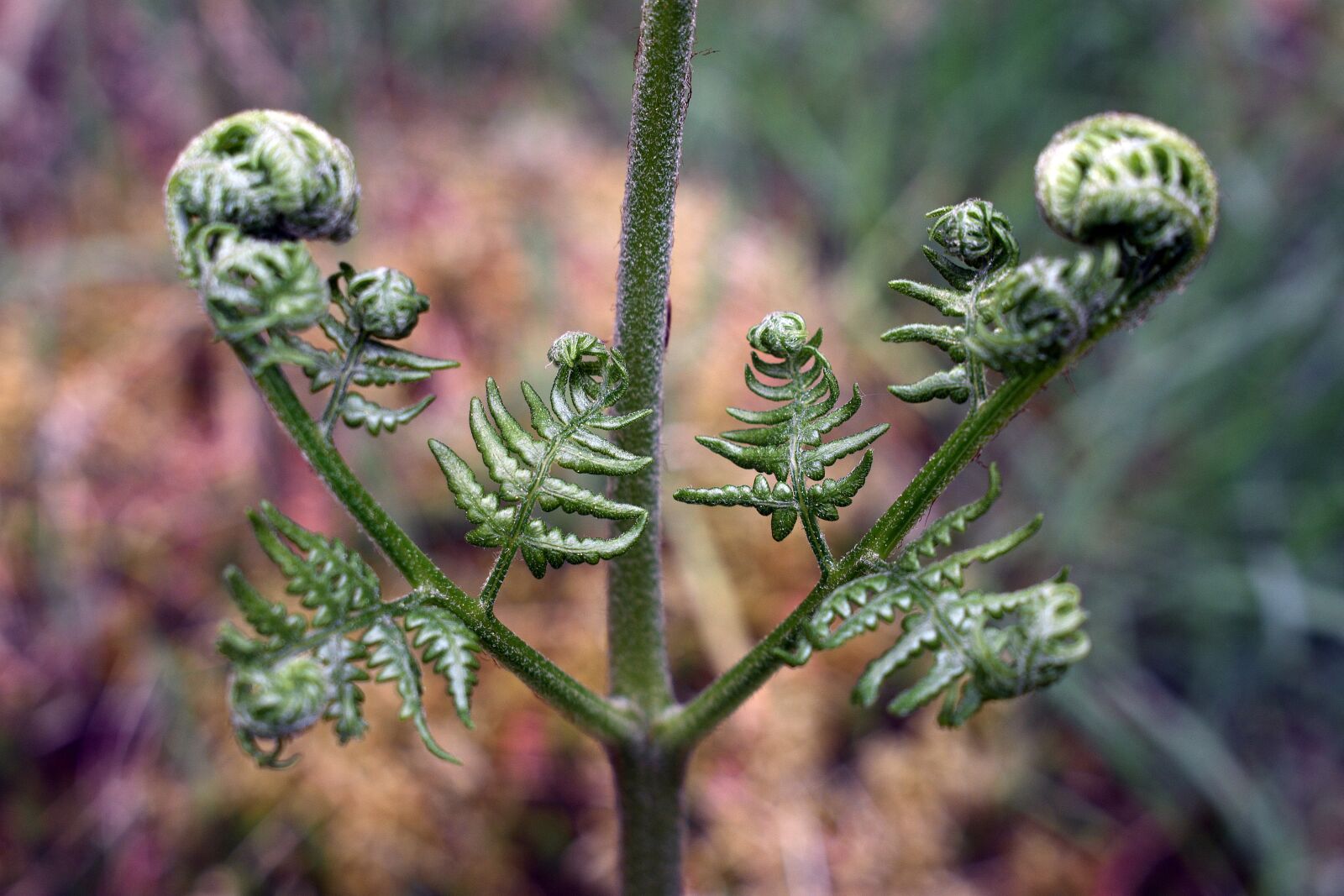 Nikon D3400 sample photo. Polypody, fern, leaf photography