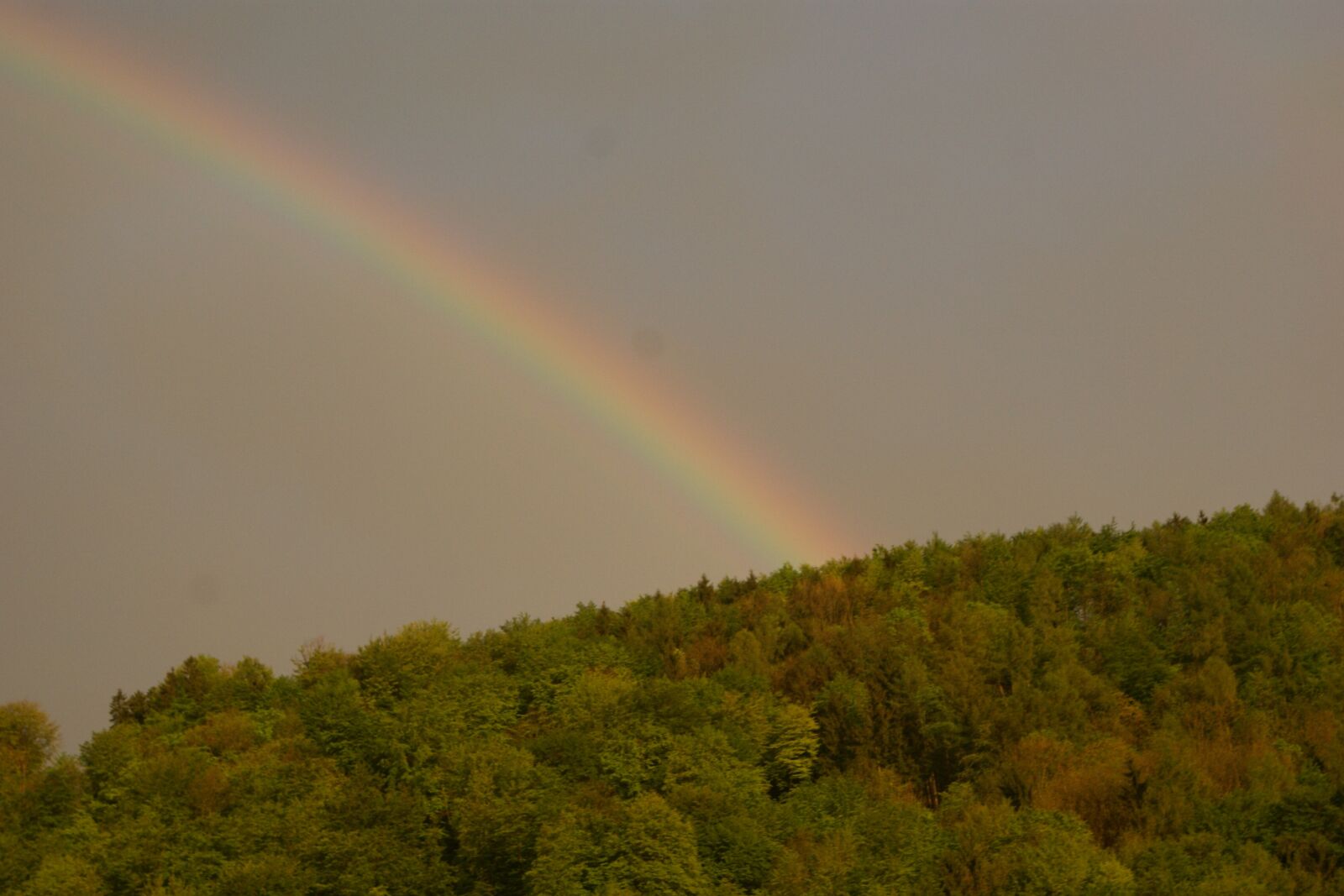 Sony Alpha DSLR-A350 sample photo. Regenbogen, wald, spektrum photography