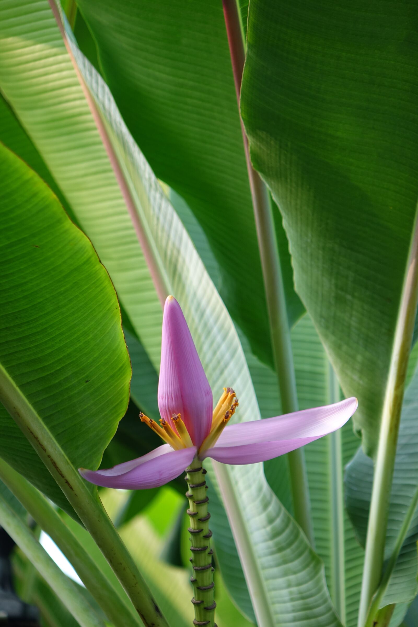 Sony Cyber-shot DSC-RX10 sample photo. Purple bud banana, flower photography