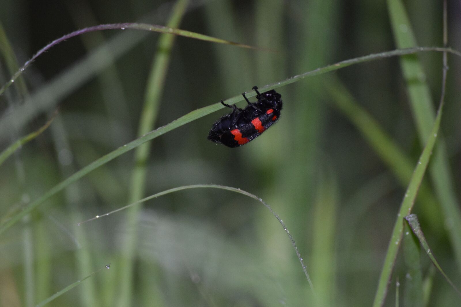 Nikon D5300 sample photo. Insect, nature, outdoors photography