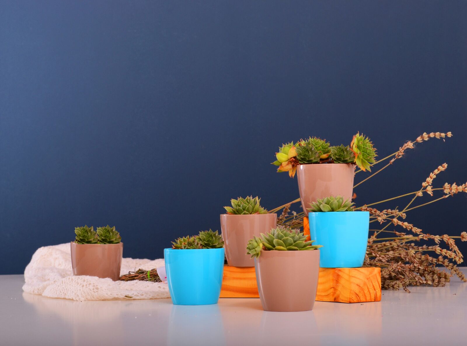 Nikon D3100 sample photo. Stars, flowerpots, plant photography