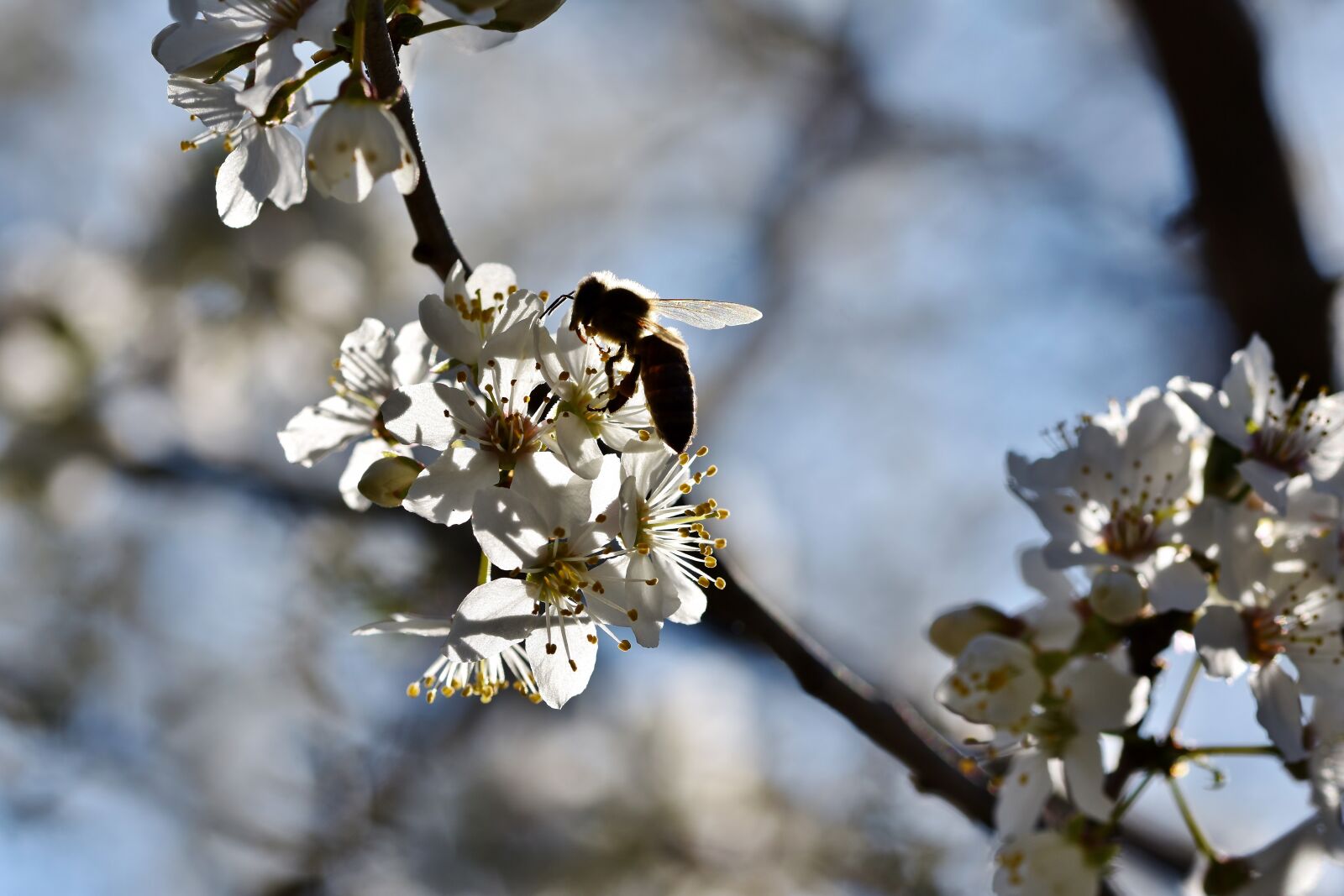 Nikon D7200 sample photo. Bee, honey bee, backlighting photography