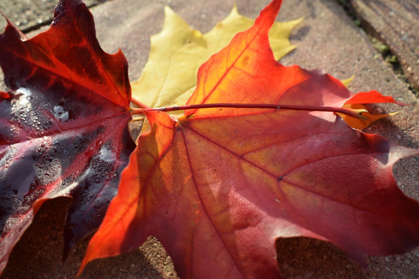 Nikon D5300 sample photo. Leaves, autumn, maple photography