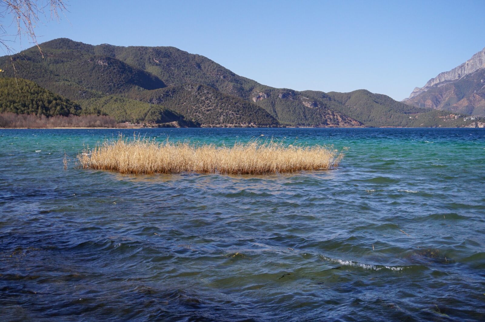 Sony Alpha a5000 (ILCE 5000) sample photo. Reed, lugu lake, blue photography