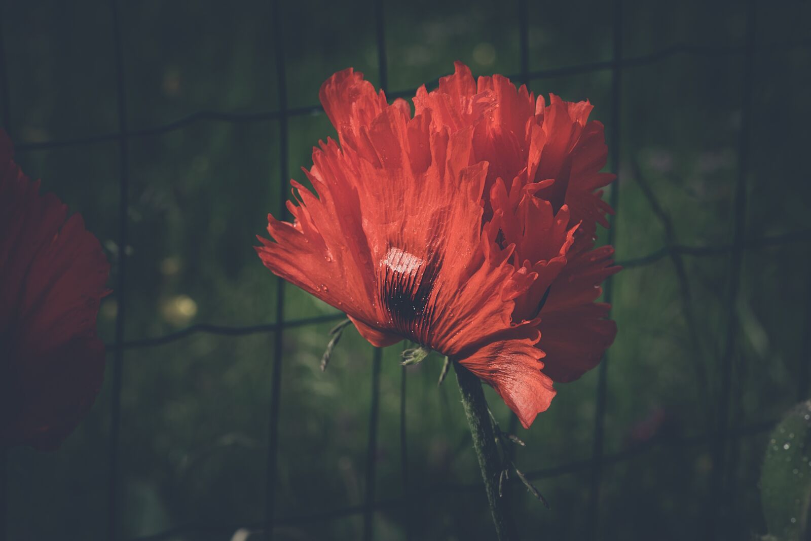 Nikon D750 sample photo. Poppy, red, red flower photography