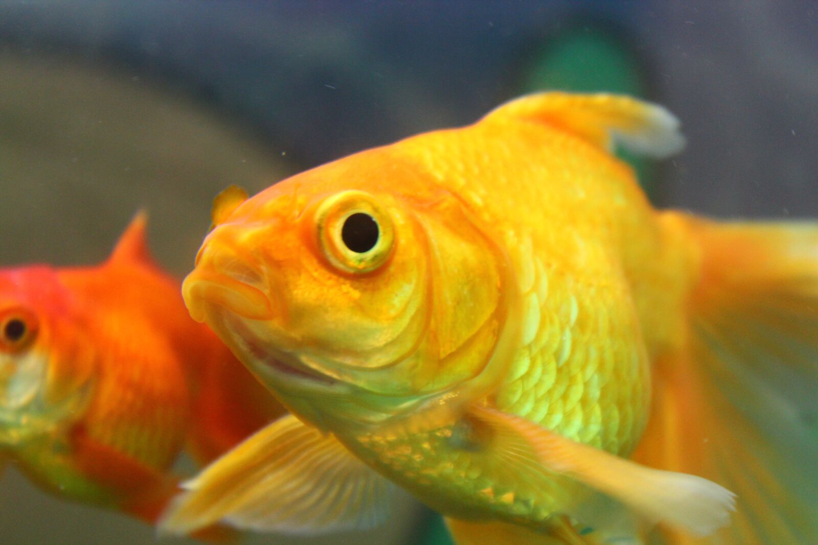 Canon EOS 600D (Rebel EOS T3i / EOS Kiss X5) sample photo. Fish, yellow, goldfish photography