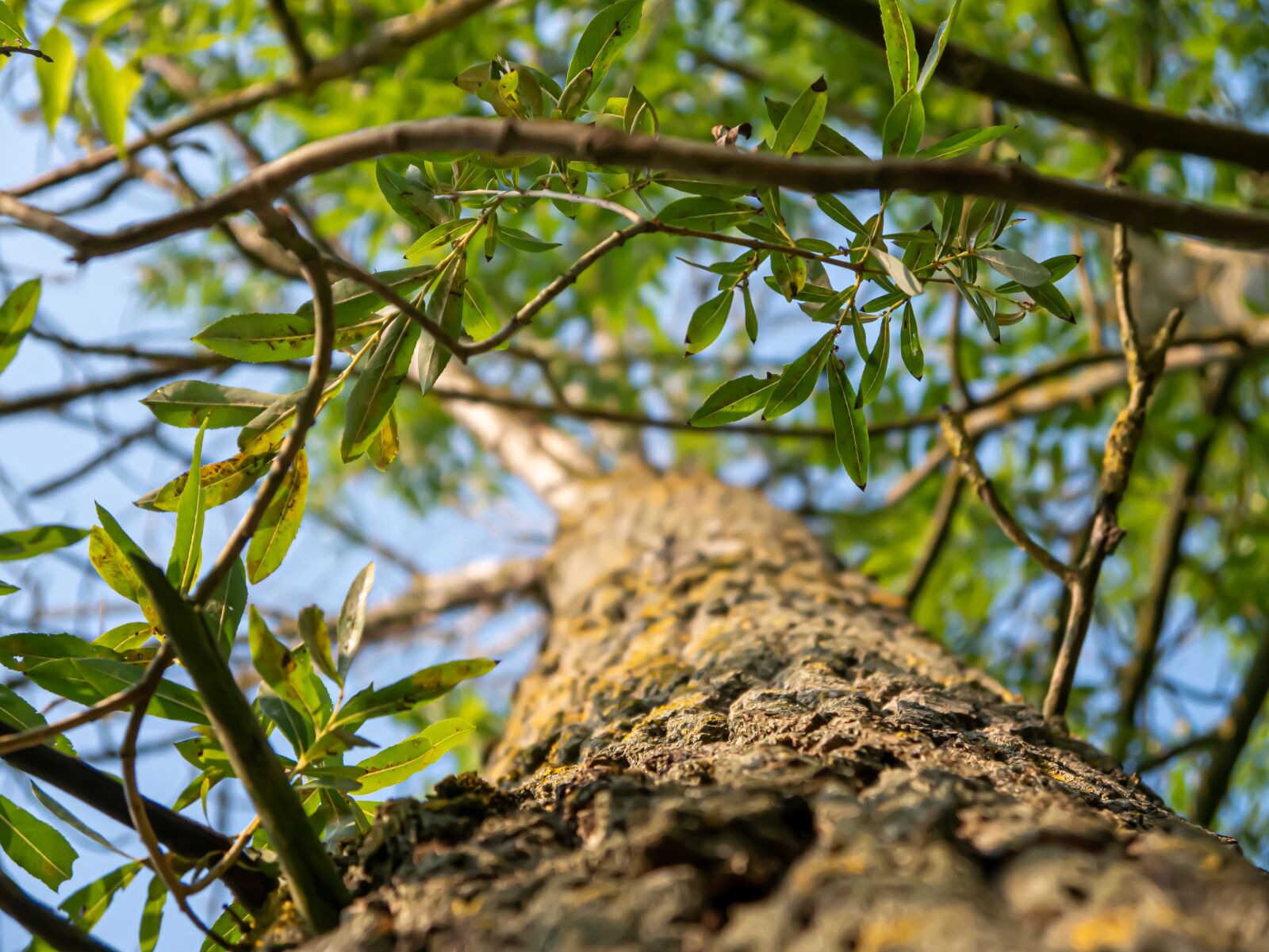 Panasonic DMC-G70 sample photo. Tree, log, blur photography