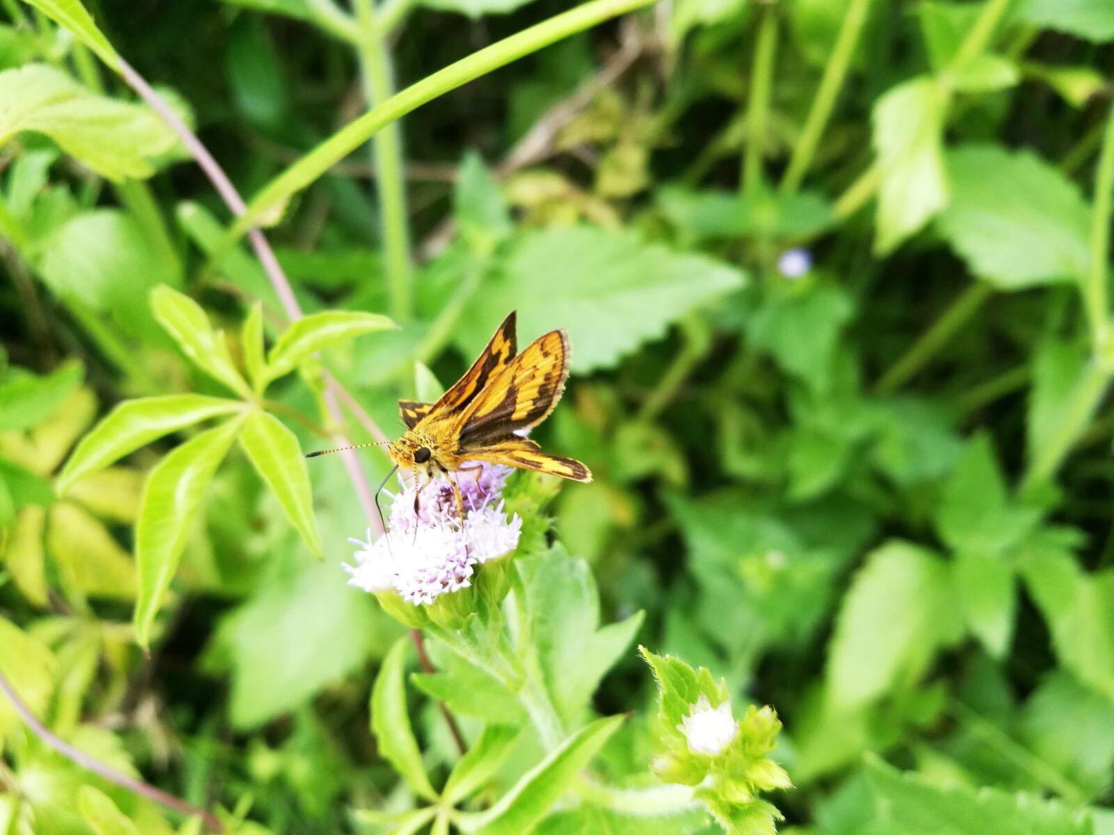 HUAWEI Honor 8 sample photo. Green, butterfly, flower photography