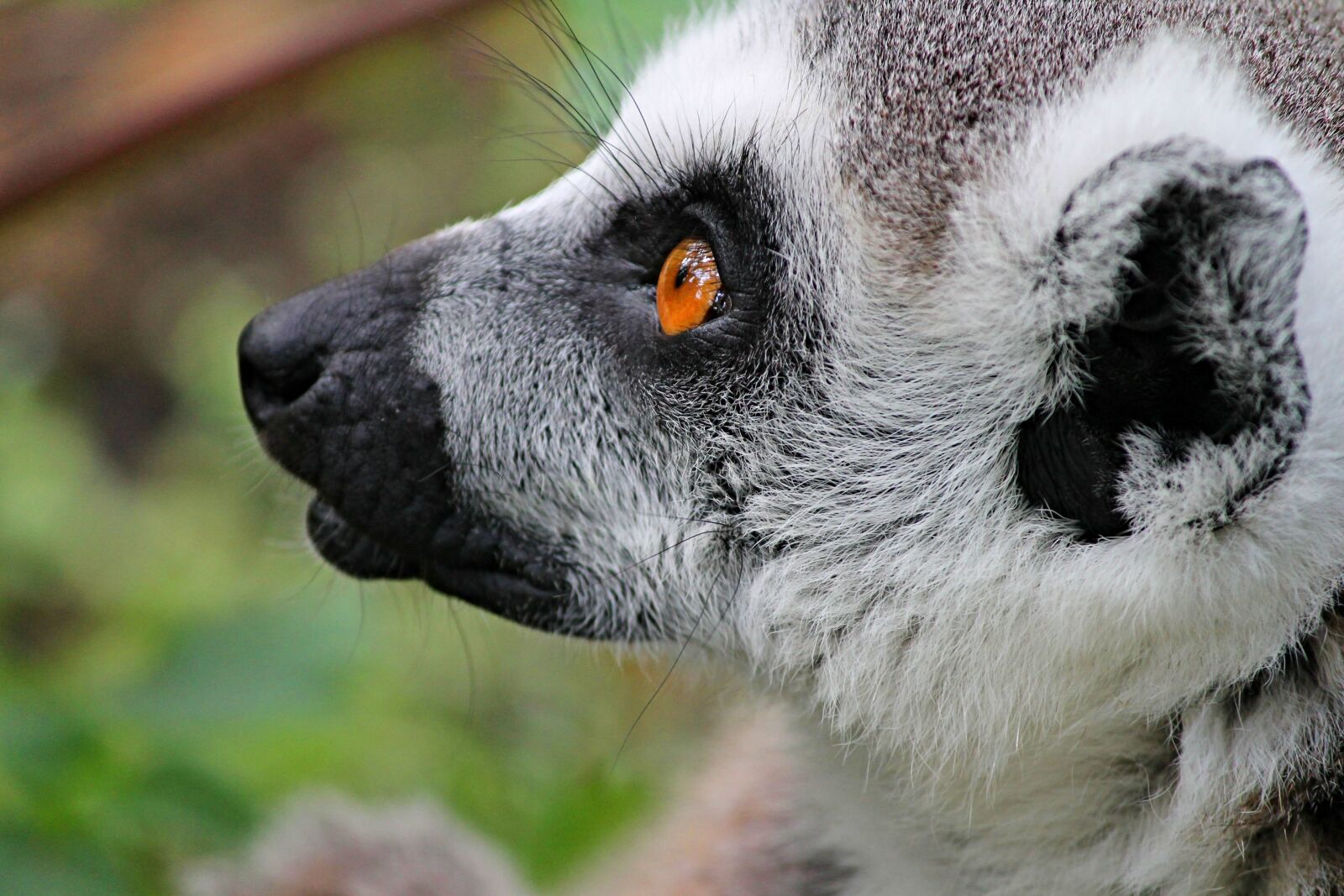 Canon EOS 1100D (EOS Rebel T3 / EOS Kiss X50) sample photo. Maki, lemur, lemur monkey photography