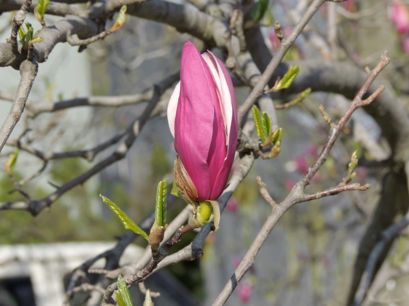 Nikon Coolpix P520 sample photo. Flower bud, flower garden photography