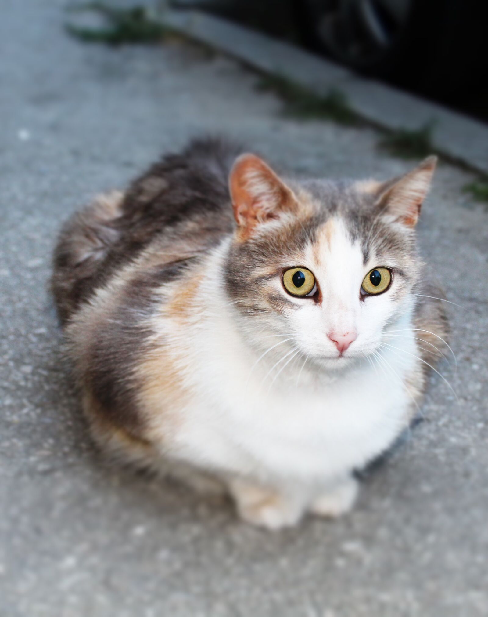 Canon EOS 1300D (EOS Rebel T6 / EOS Kiss X80) sample photo. Cat, beautiful, eyes photography