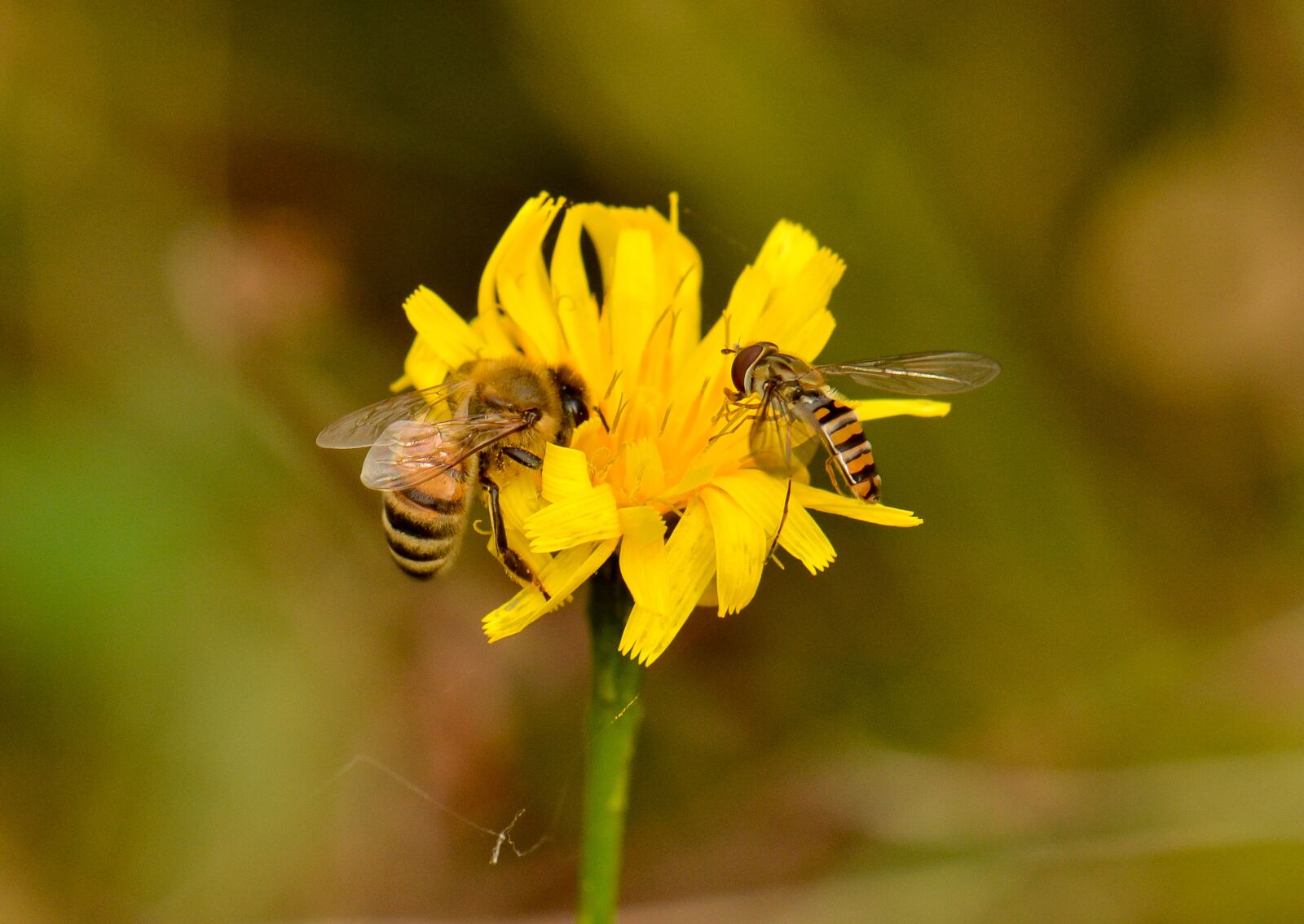 Nikon D7000 sample photo. Bee, flower, insect photography