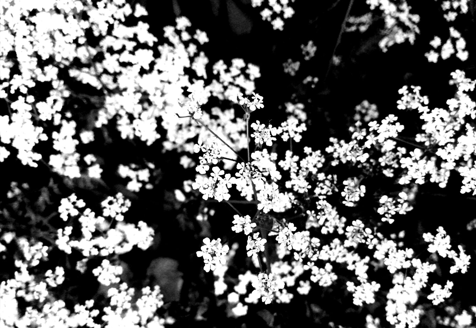HUAWEI Honor 10 Lite sample photo. Black, white, flowers photography