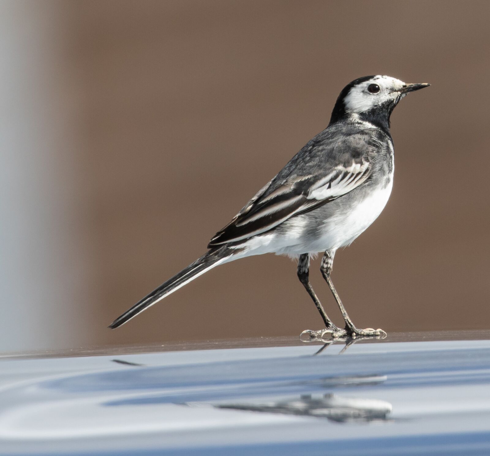 Canon EOS 7D Mark II + Canon EF 100-400mm F4.5-5.6L IS II USM sample photo. Pied wagtail, wagtail, small photography