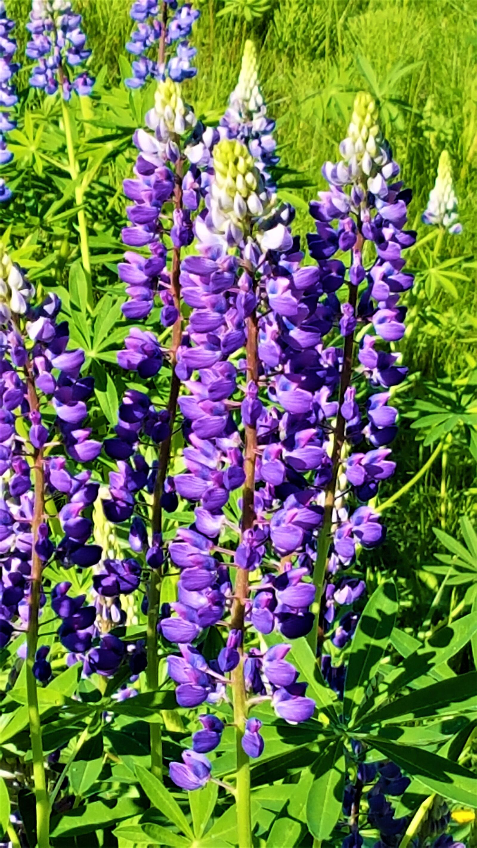 Samsung Galaxy S7 Edge sample photo. Fireweed, flower, purple photography