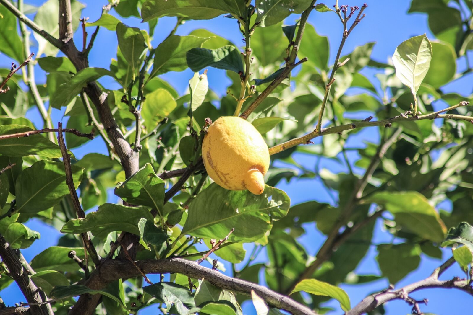 Canon EOS 750D (EOS Rebel T6i / EOS Kiss X8i) sample photo. Mallorca, lemon, lemon tree photography