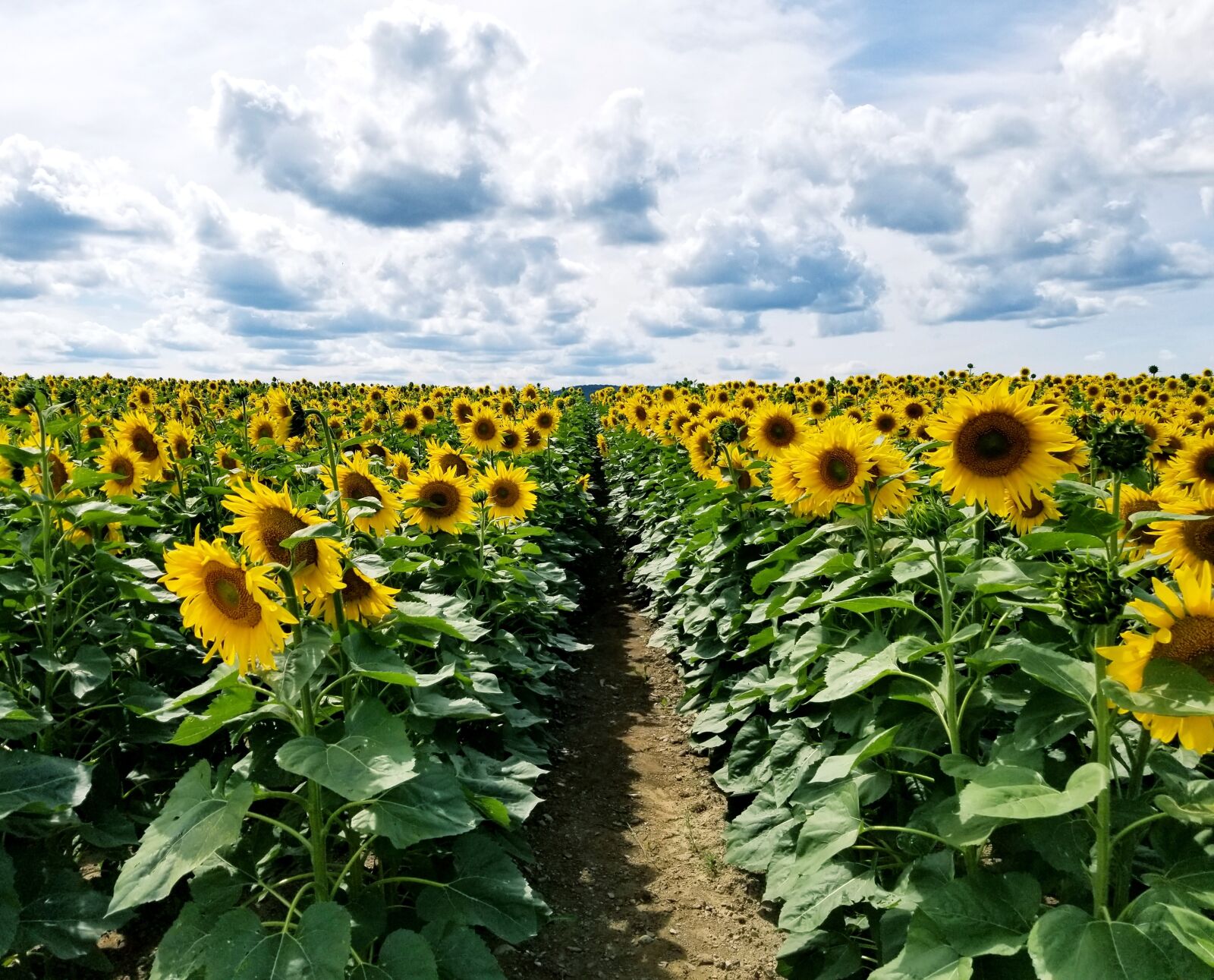 Samsung Galaxy S8+ sample photo. Sunflowers, sunflower, field photography