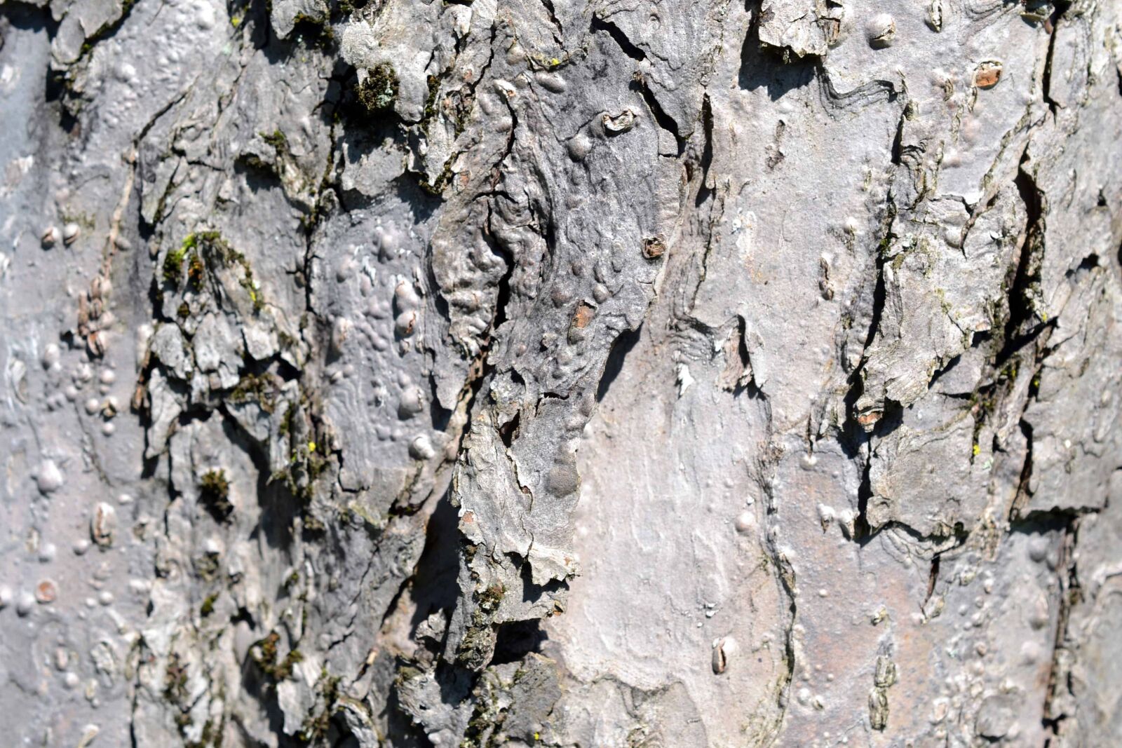 Nikon AF-S DX Micro Nikkor 40mm F2.8 sample photo. Old, abstract, bark, pattern photography