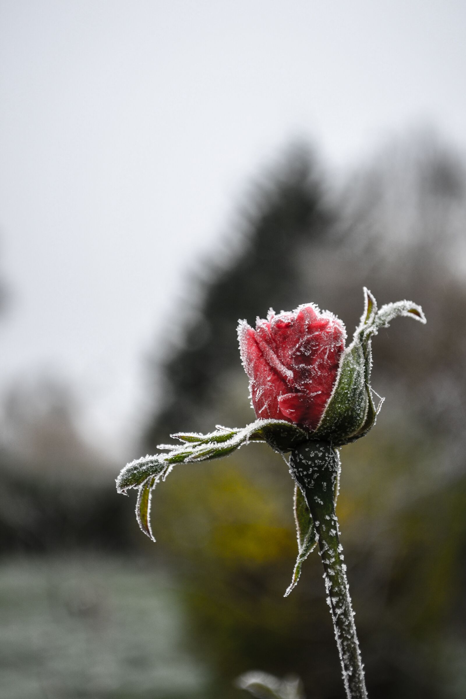 Nikon D3100 sample photo. Gel, flowers, flower photography