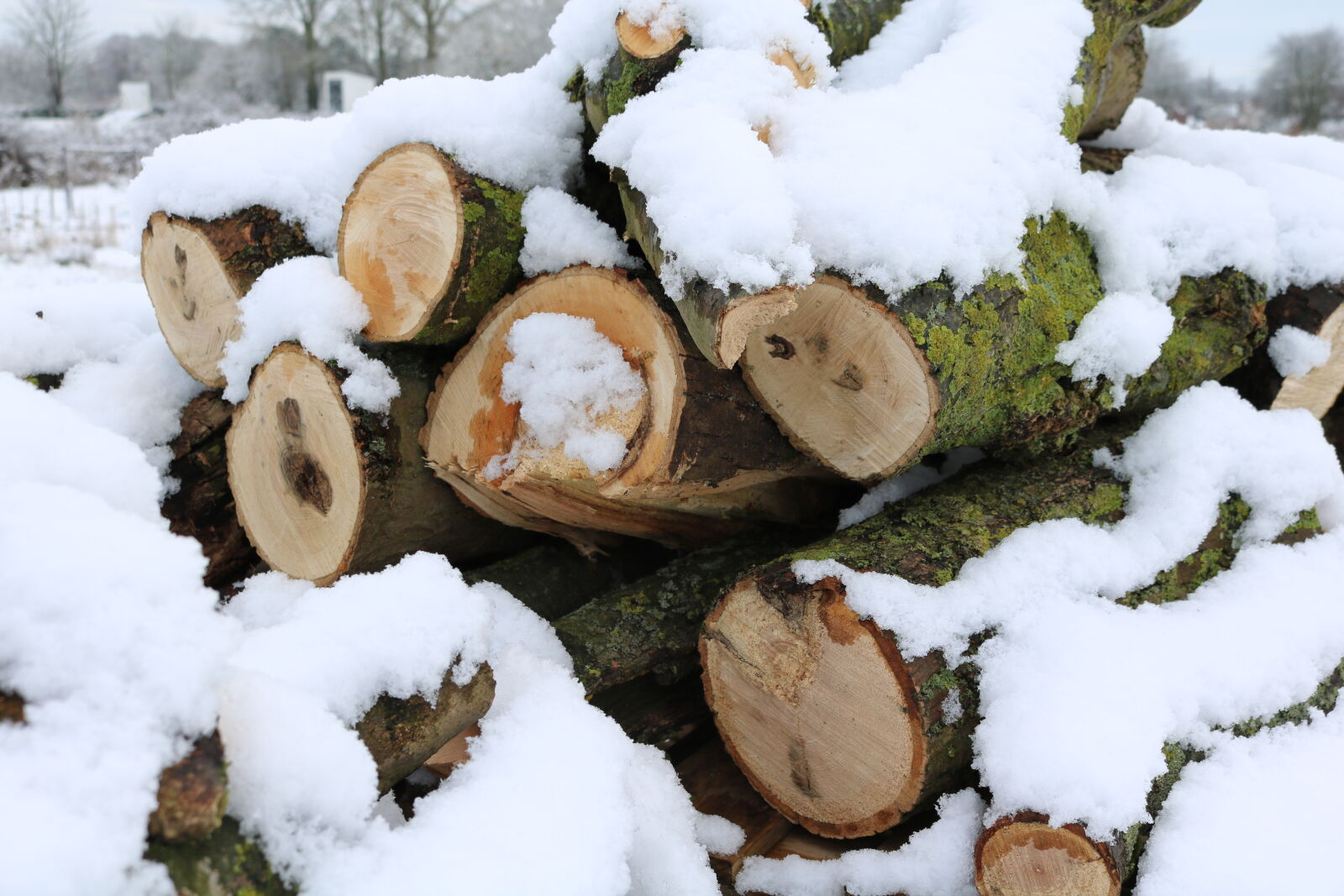Canon EOS 750D (EOS Rebel T6i / EOS Kiss X8i) sample photo. Logs, snow photography